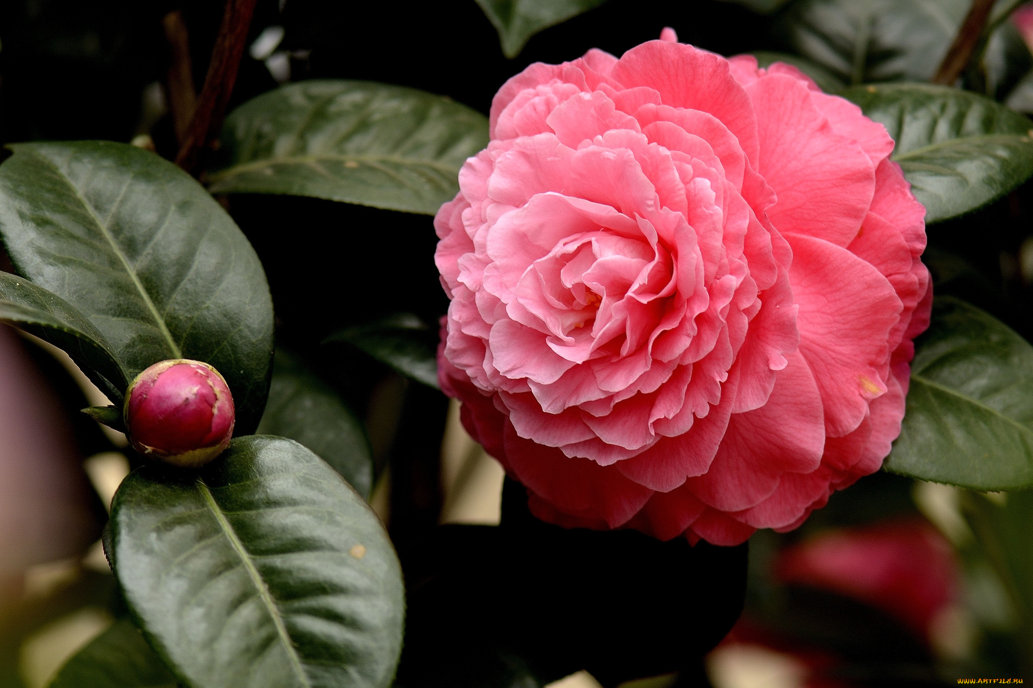 цветы, камелии, макро