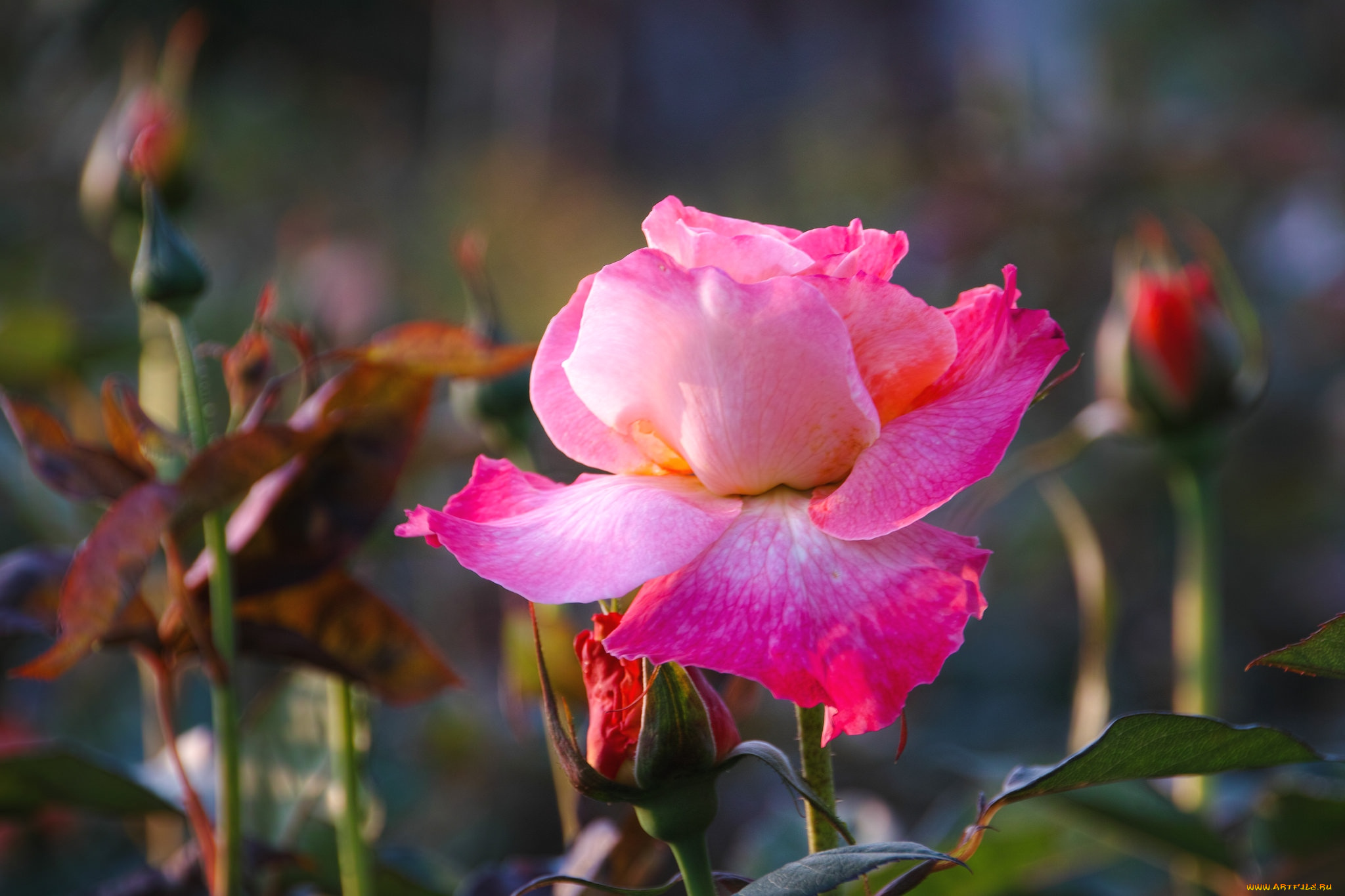 цветы, розы, розовый