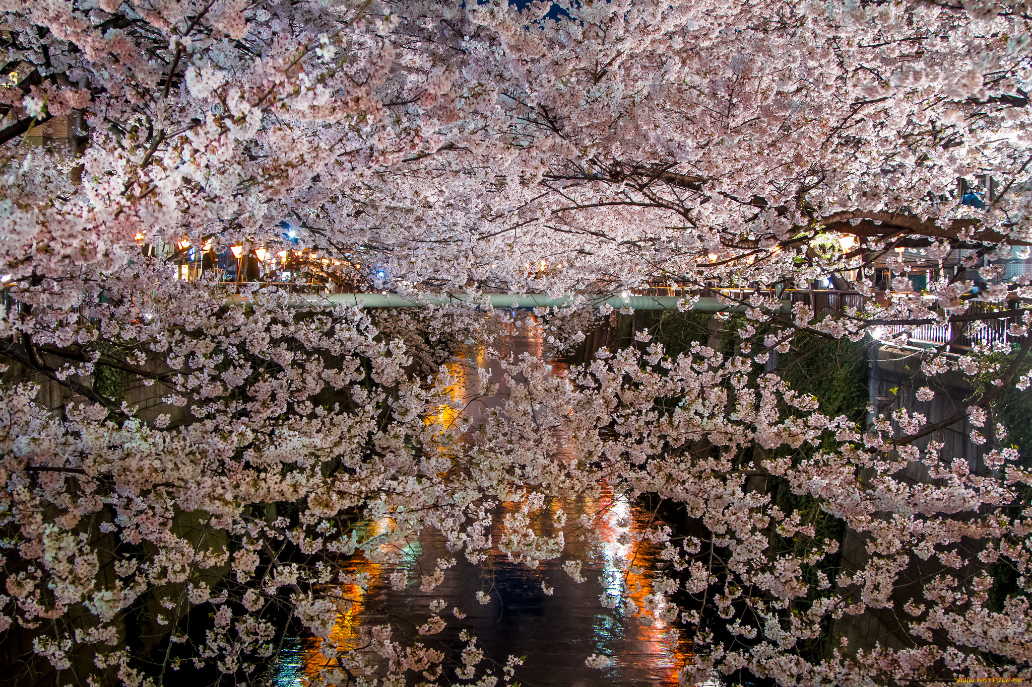 цветы, сакура, , вишня, озеро, освещение, ветки, ночь, цветение, весна