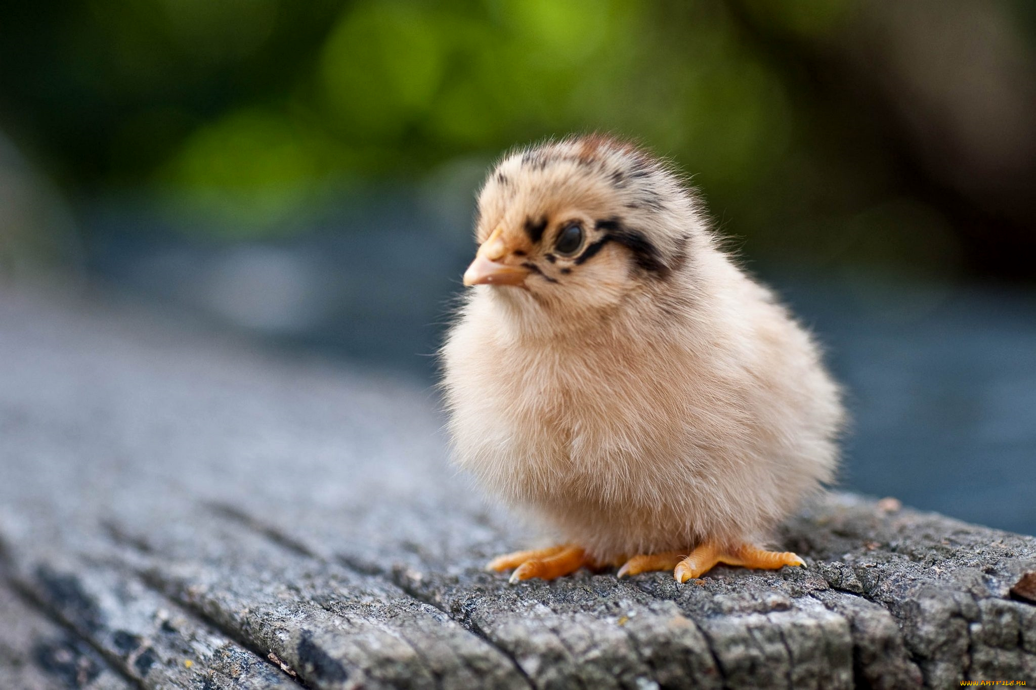 животные, куры, , петухи, кроха