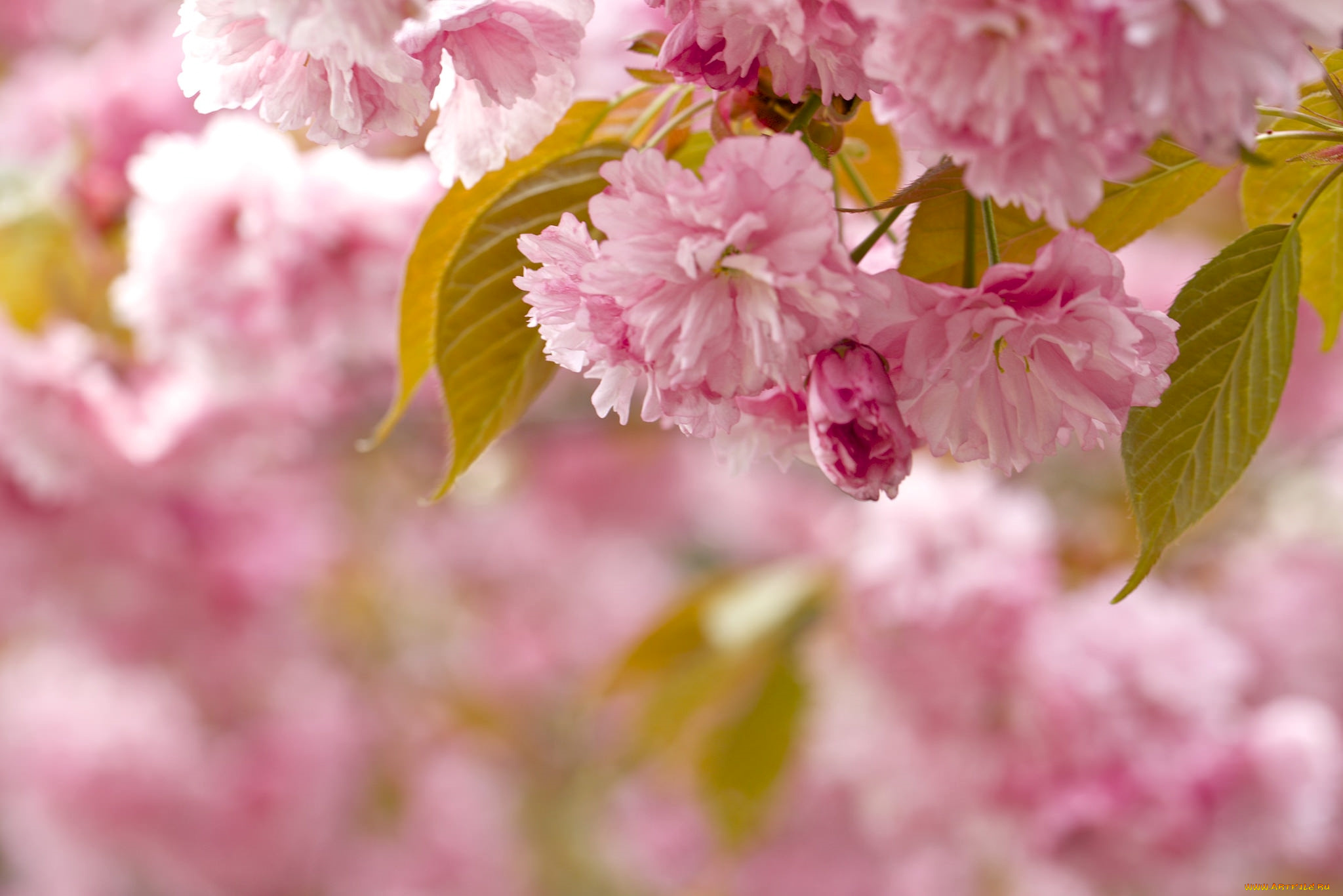 цветы, сакура, , вишня, розовый