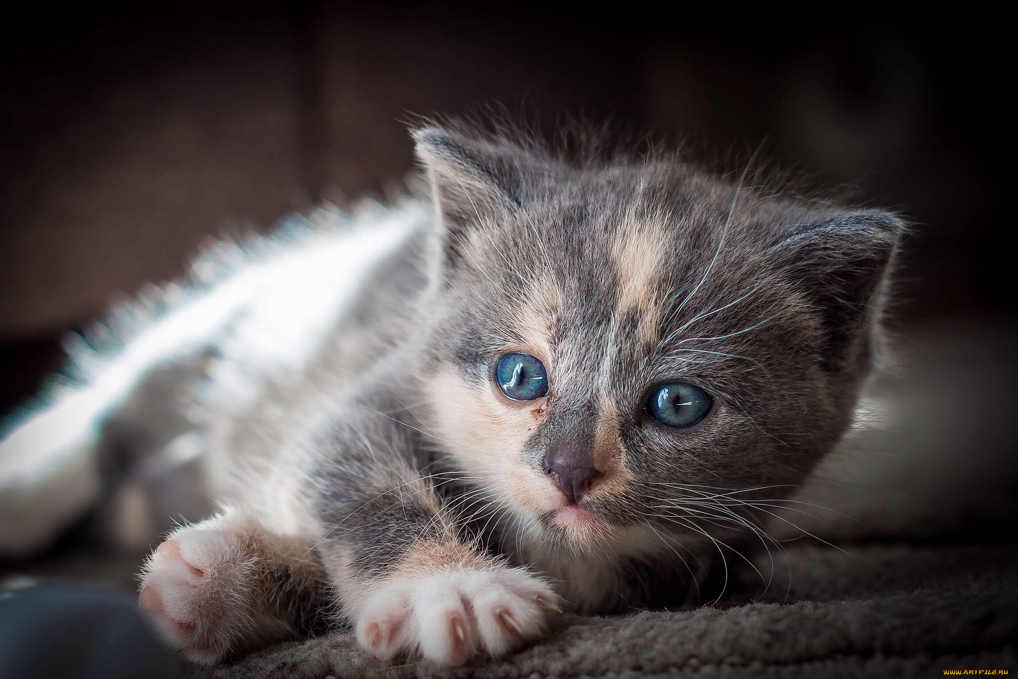 животные, коты, котенок