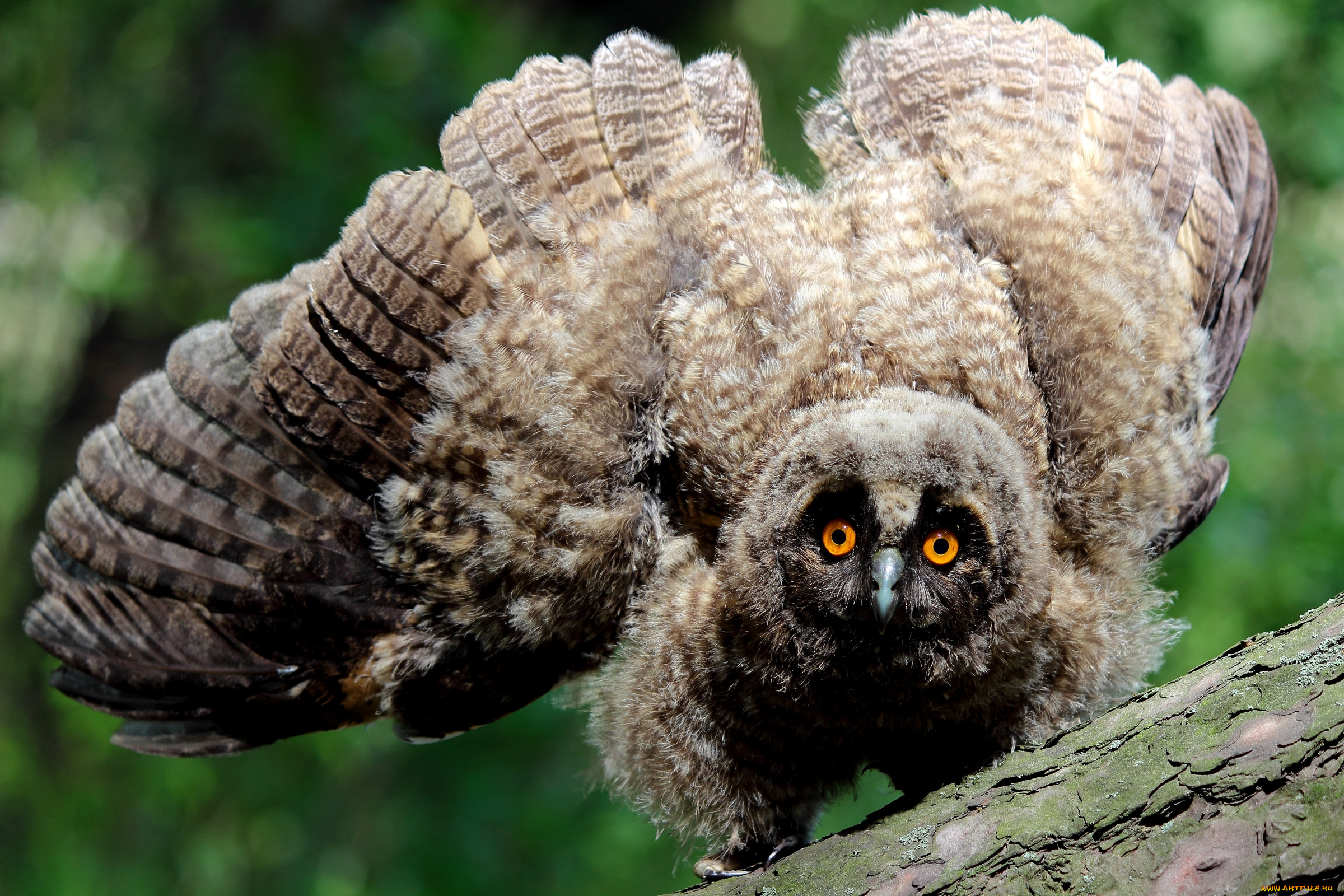 животные, совы, грозный