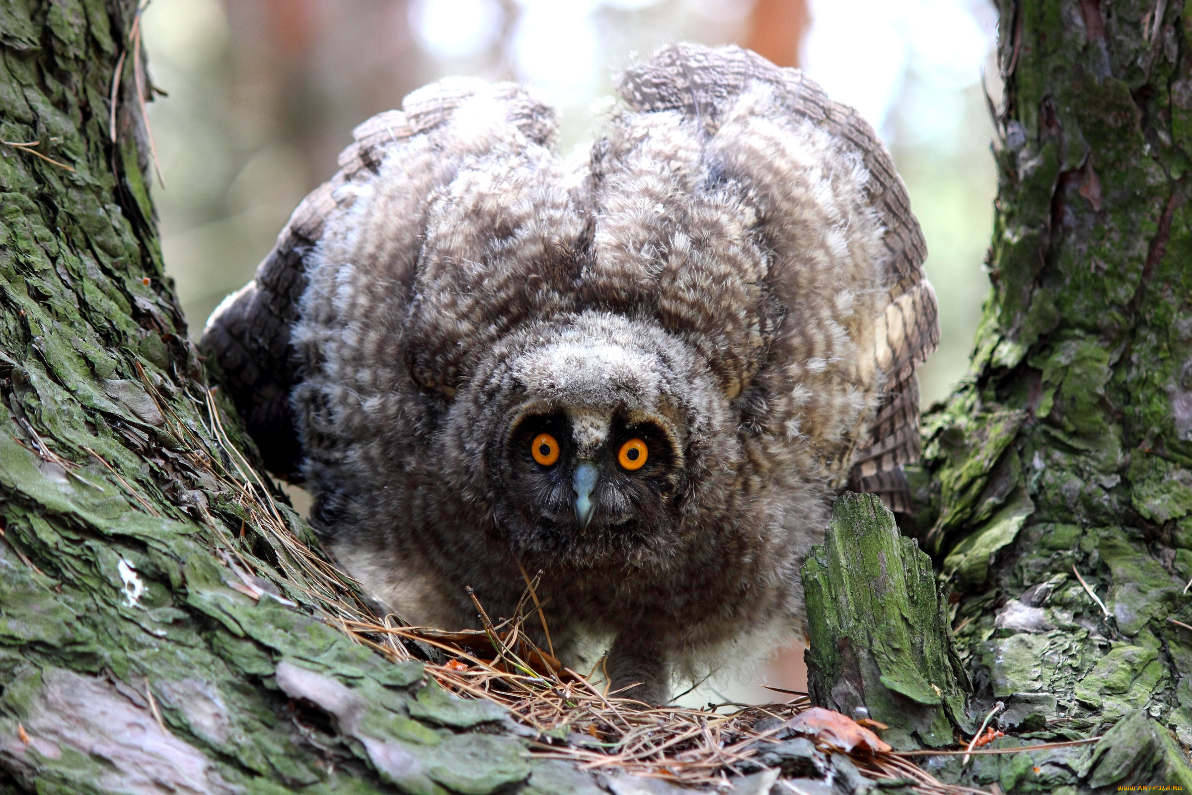 животные, совы, перья