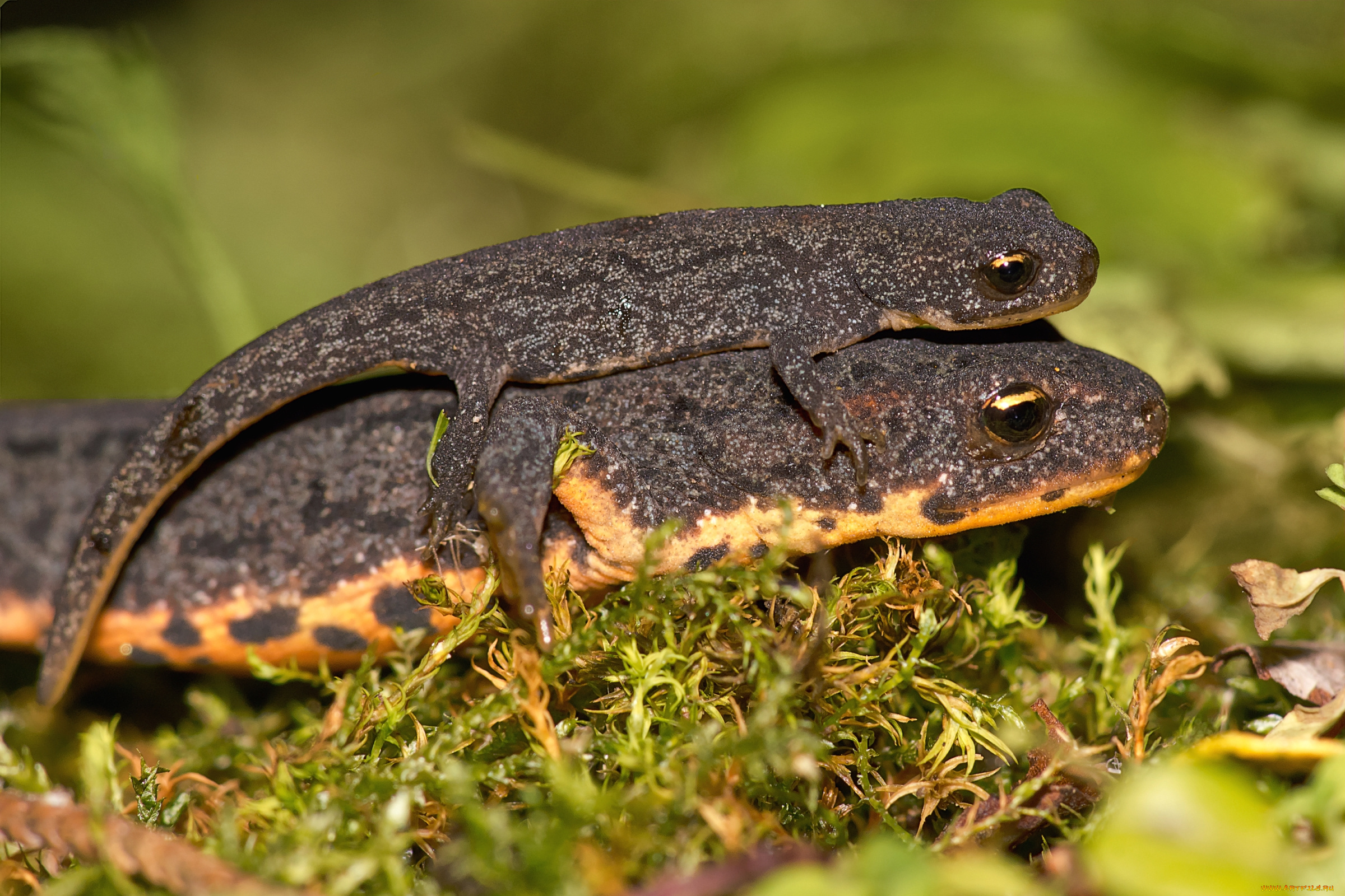 животные, Ящерицы, , игуаны, , вараны, тритон