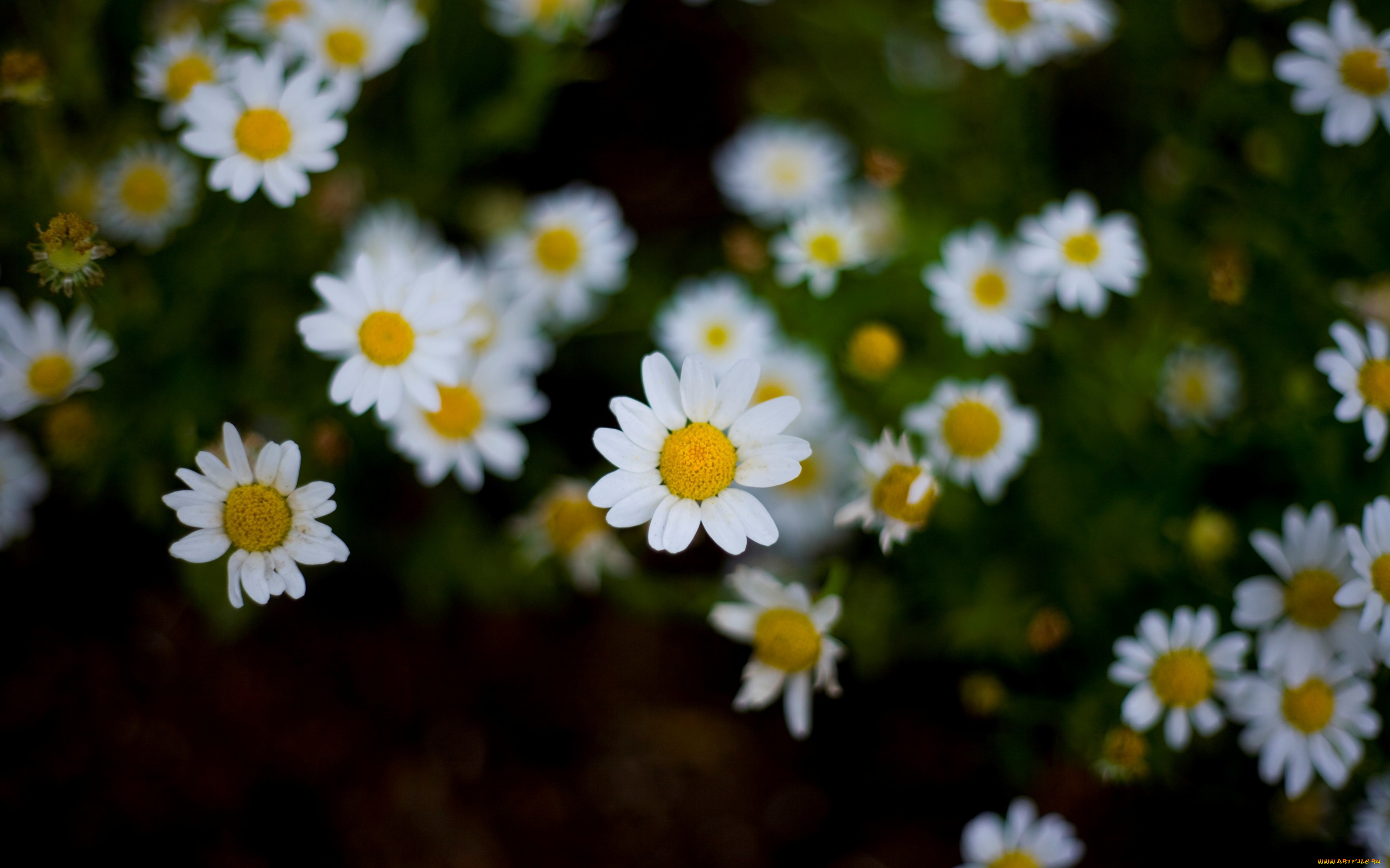 цветы, ромашки, белый, желтый, цветочки