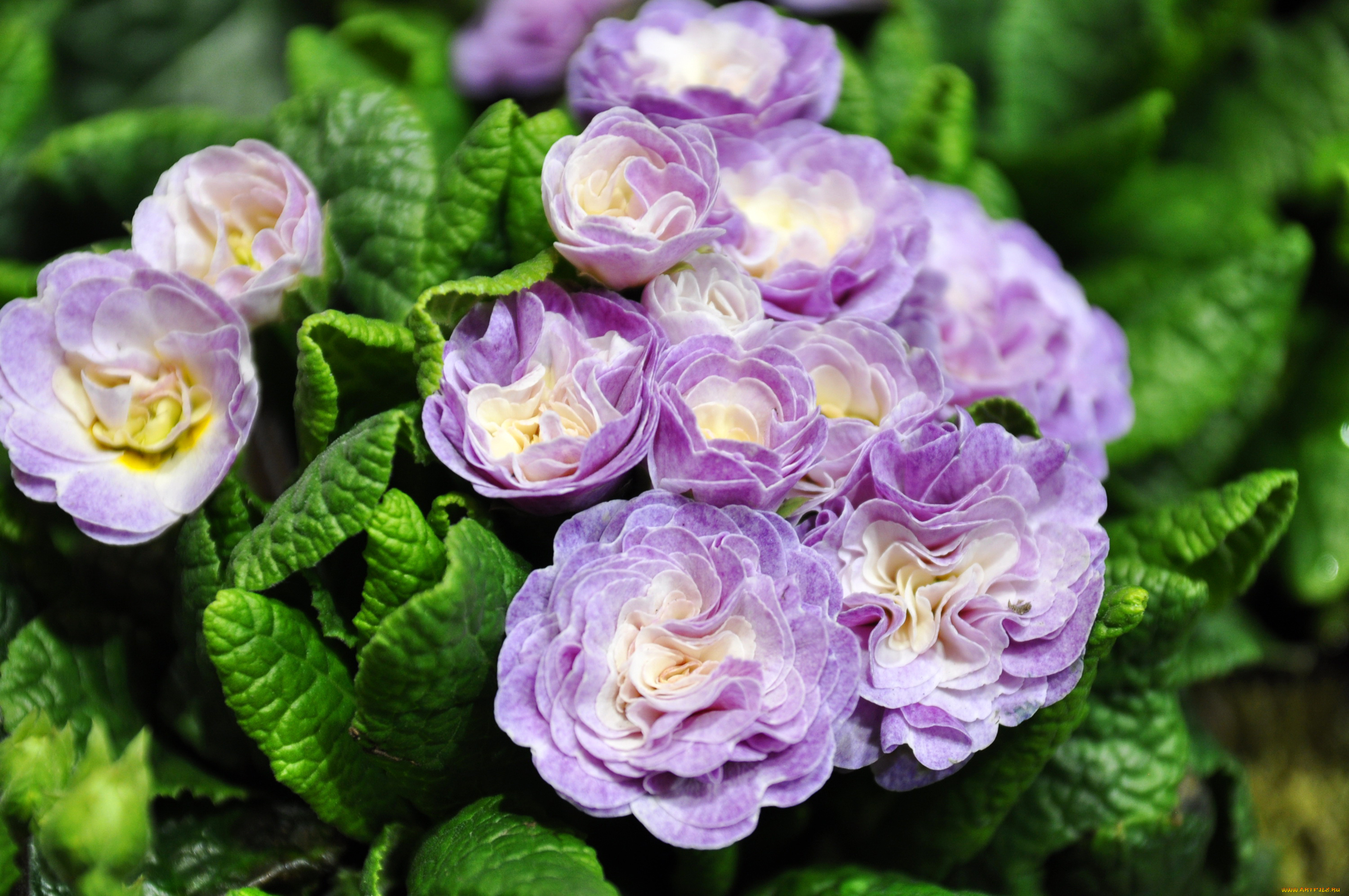 цветы, примулы, примула