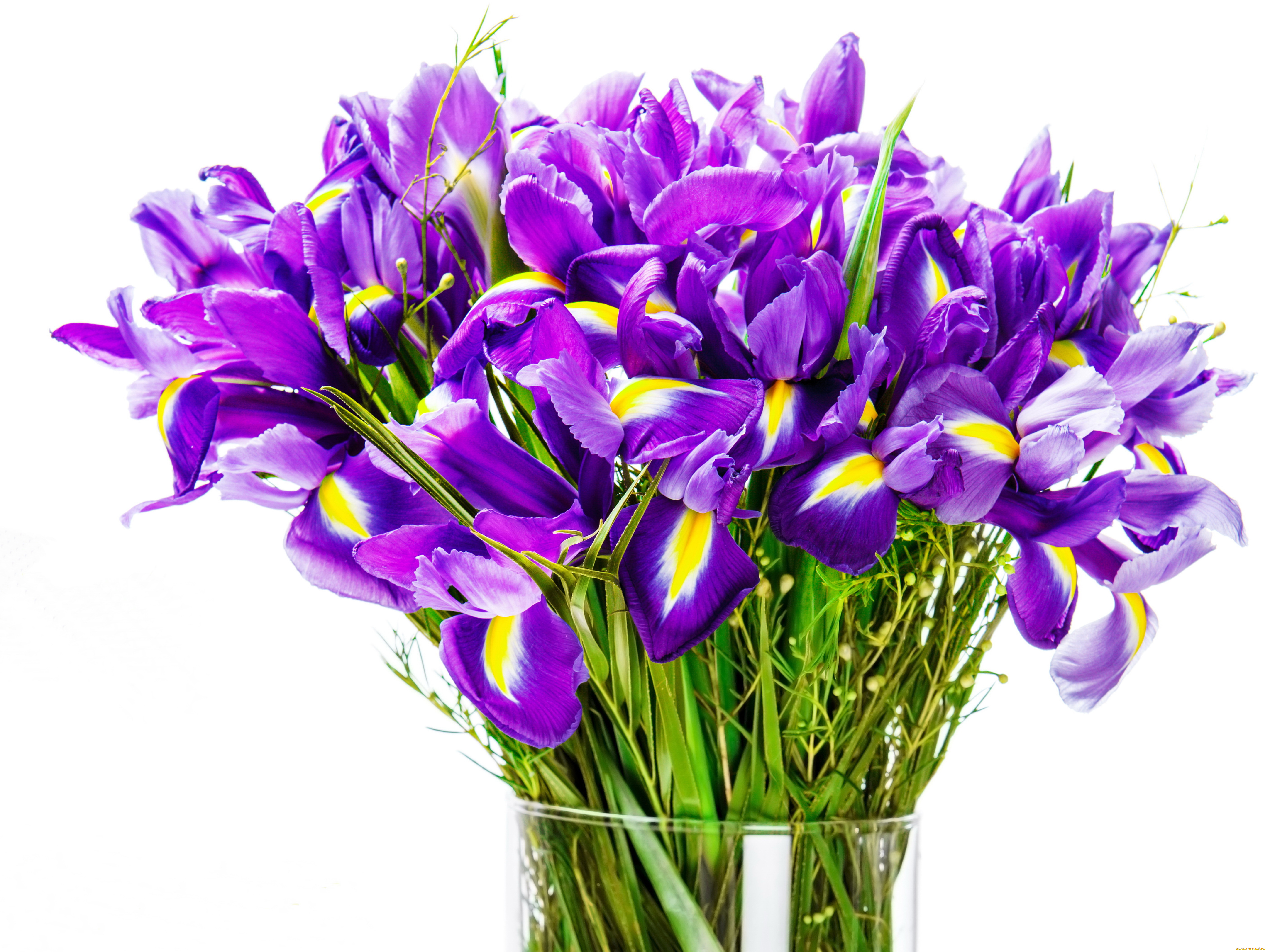 цветы, ирисы, букет