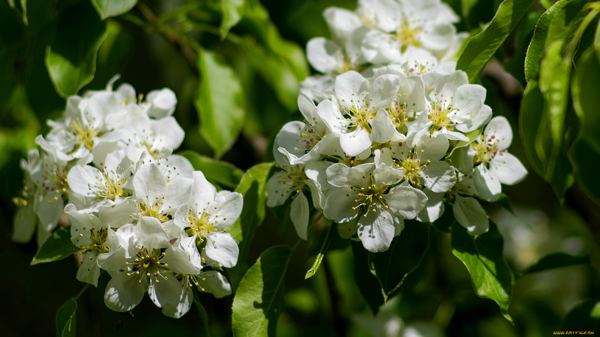 цветы, цветущие, деревья, , , кустарники, весна, ветка, дерево, груша, цветение