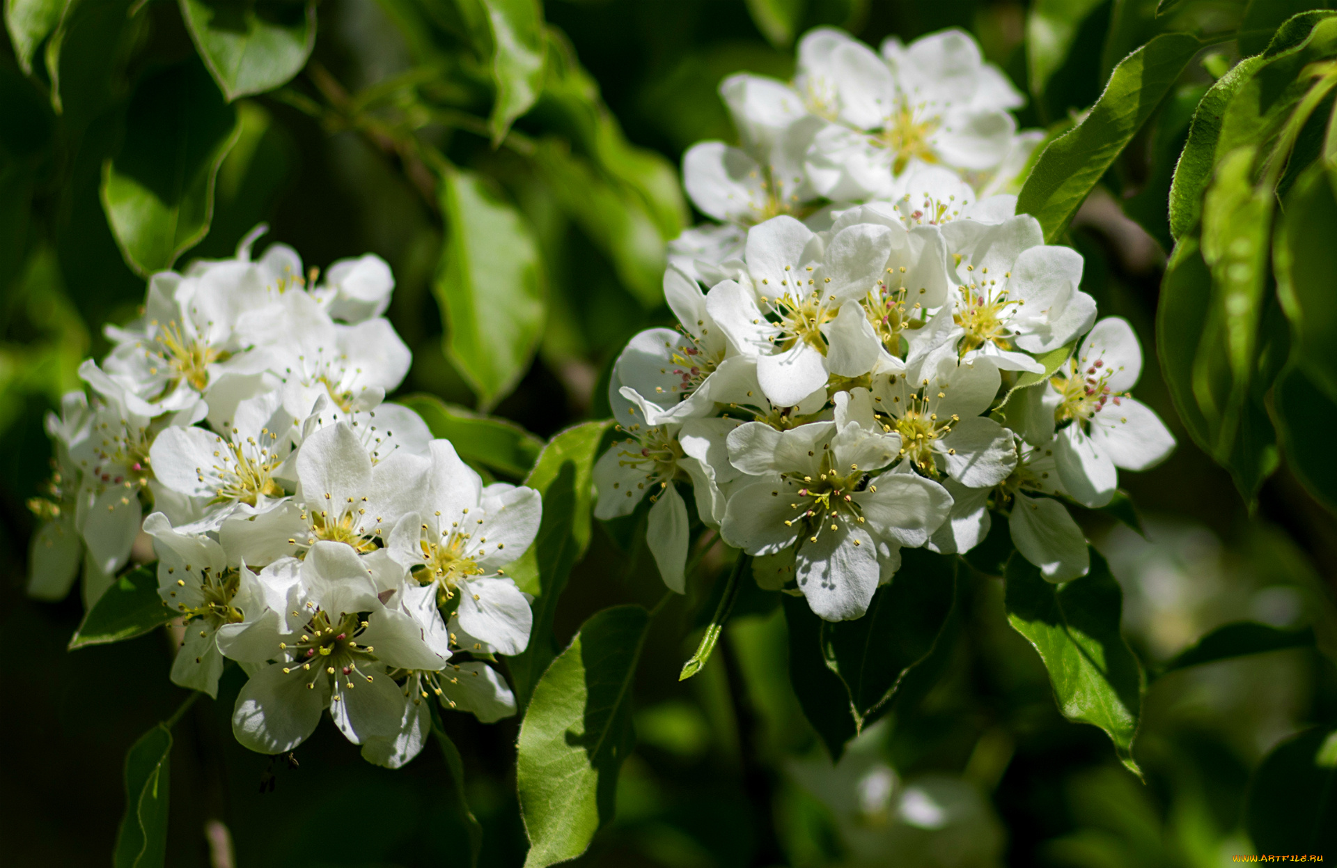 цветы, цветущие, деревья, , , кустарники, весна, ветка, дерево, груша, цветение