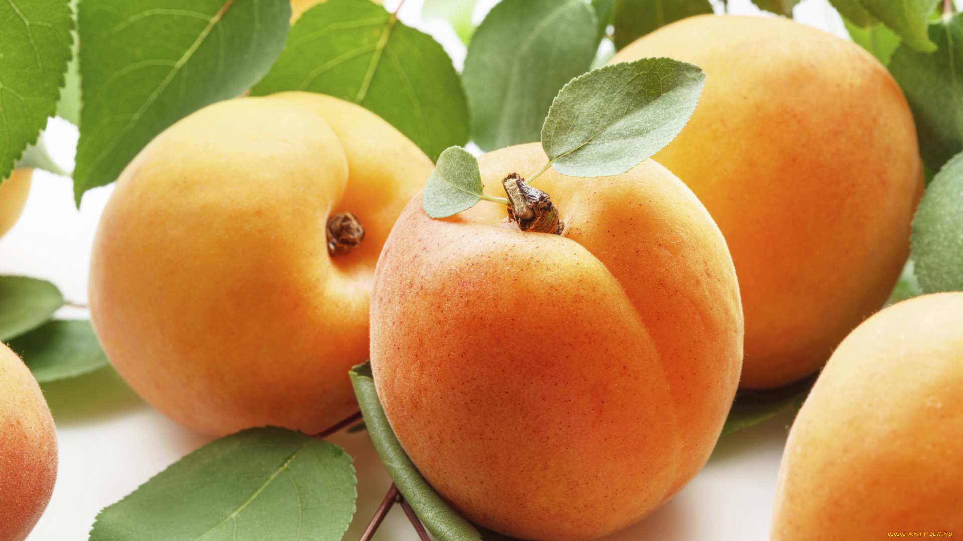 абрикосы, еда, персики, , сливы, , абрикосы, плоды, листья