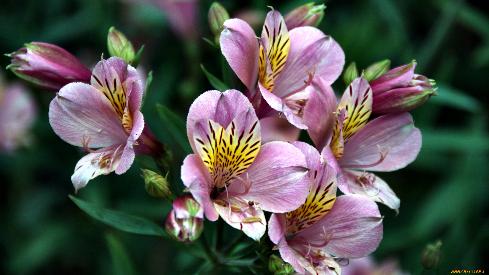 цветы, альстромерия, розовый