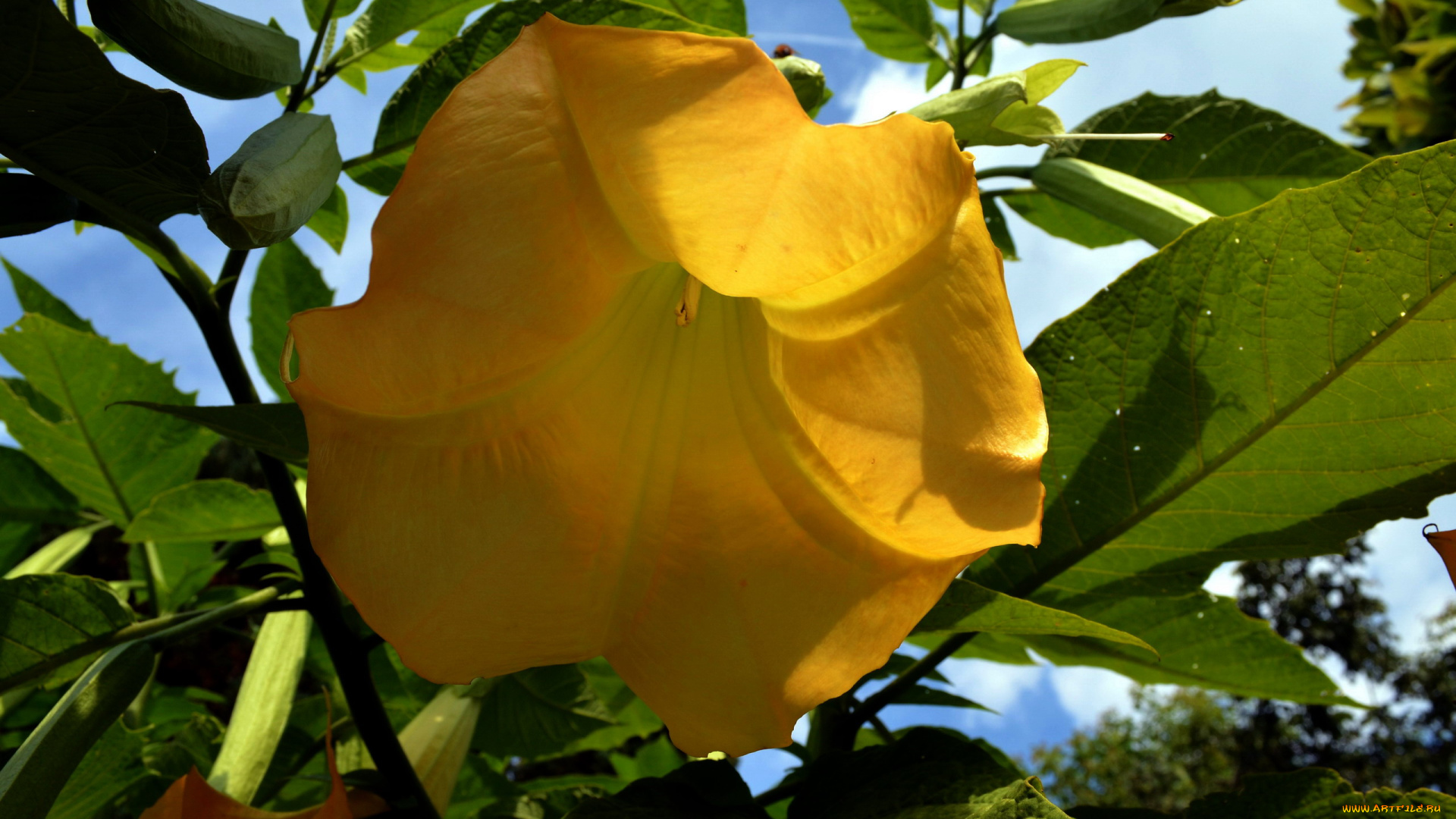 цветы, бругмансия, , дурман, , трубы, ангела, макро