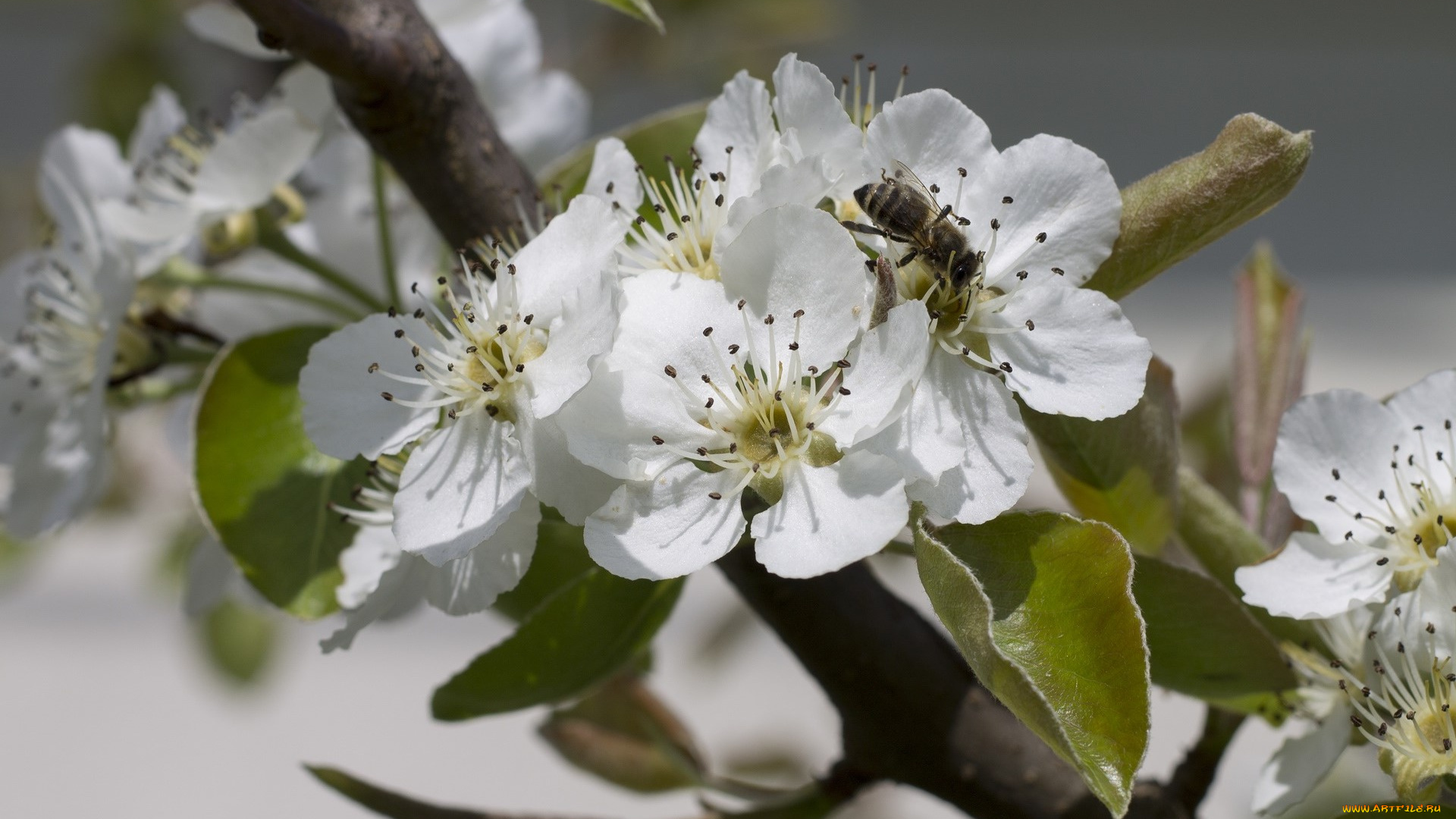 цветы, цветущие, деревья, , , кустарники, цветок