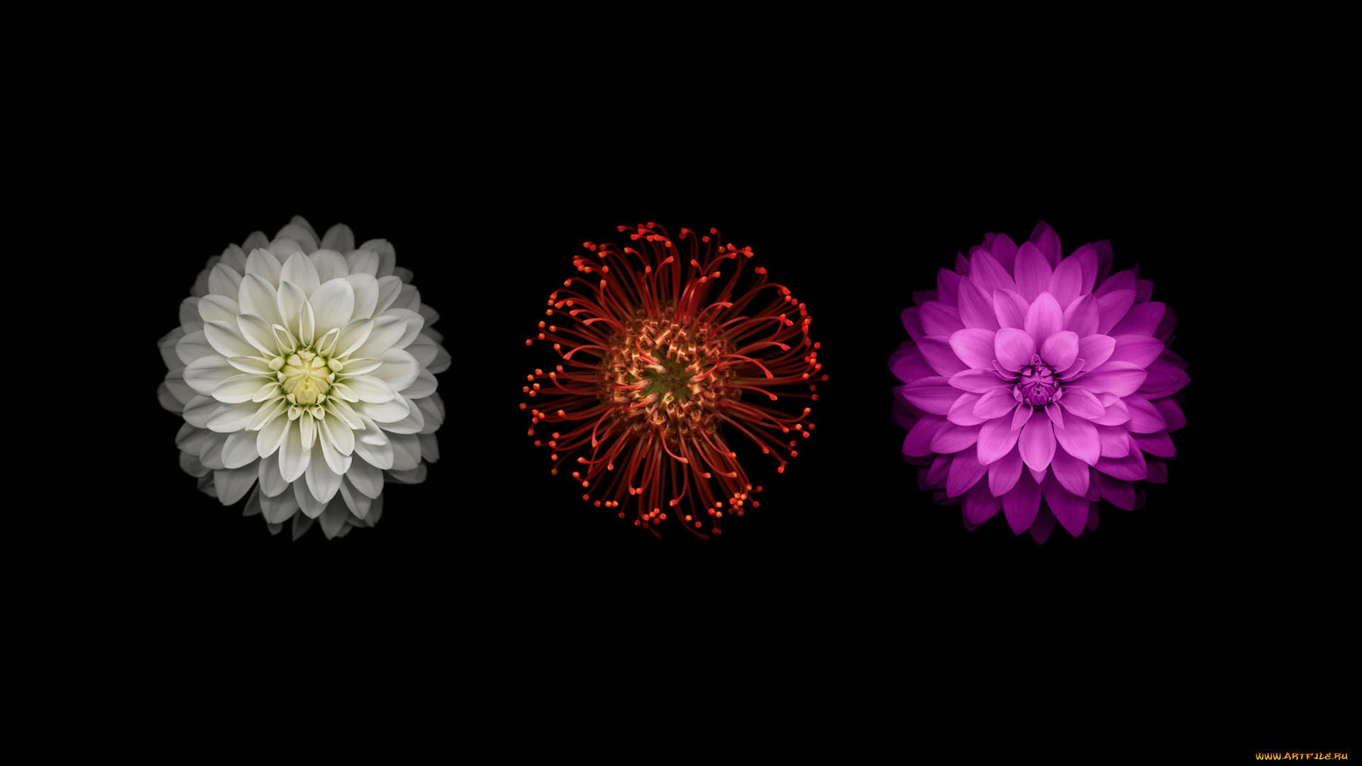 цветы, георгины, фон, бутоны