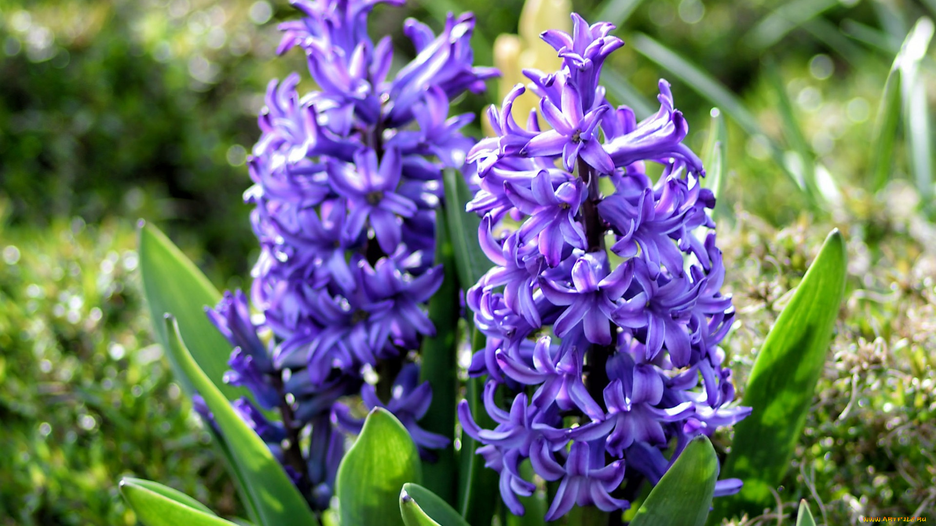 цветы, гиацинты, синий