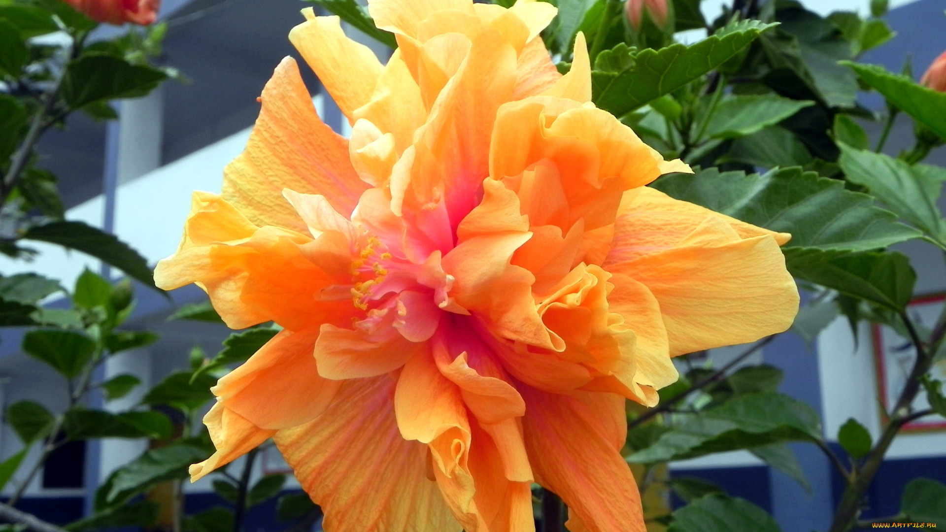 цветы, гибискусы, макро