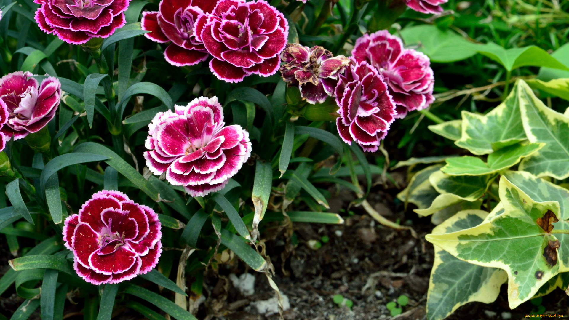 цветы, гвоздики, шабо