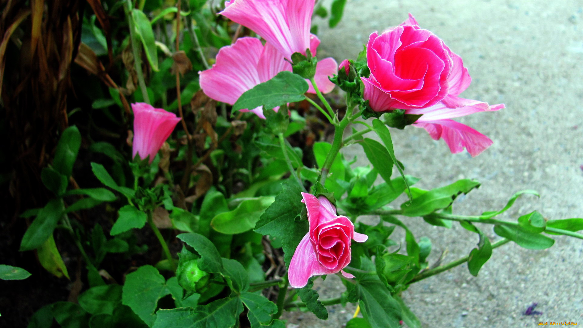 цветы, лаватера, розовый