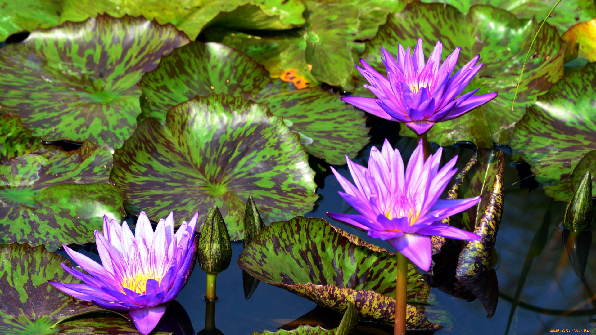 цветы, лилии, водяные, , нимфеи, , кувшинки, листья, бутоны, водоем