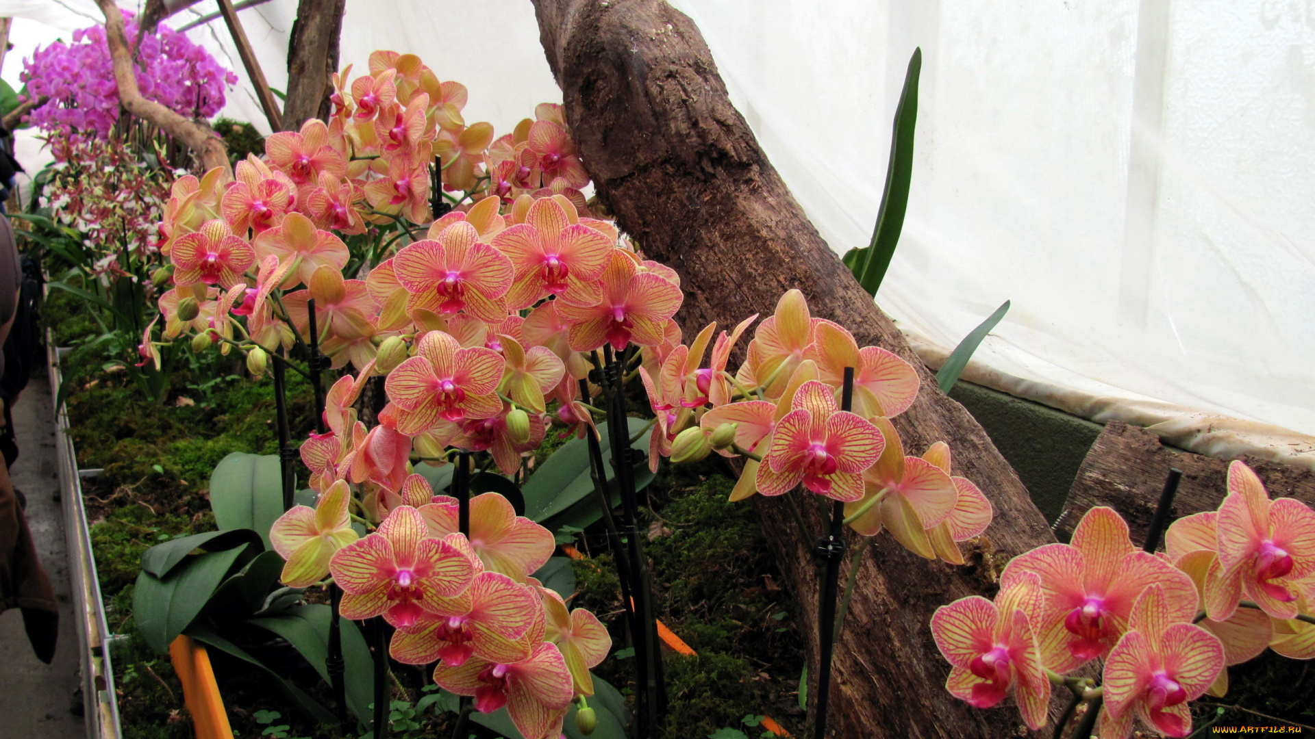 цветы, орхидеи, пестрые