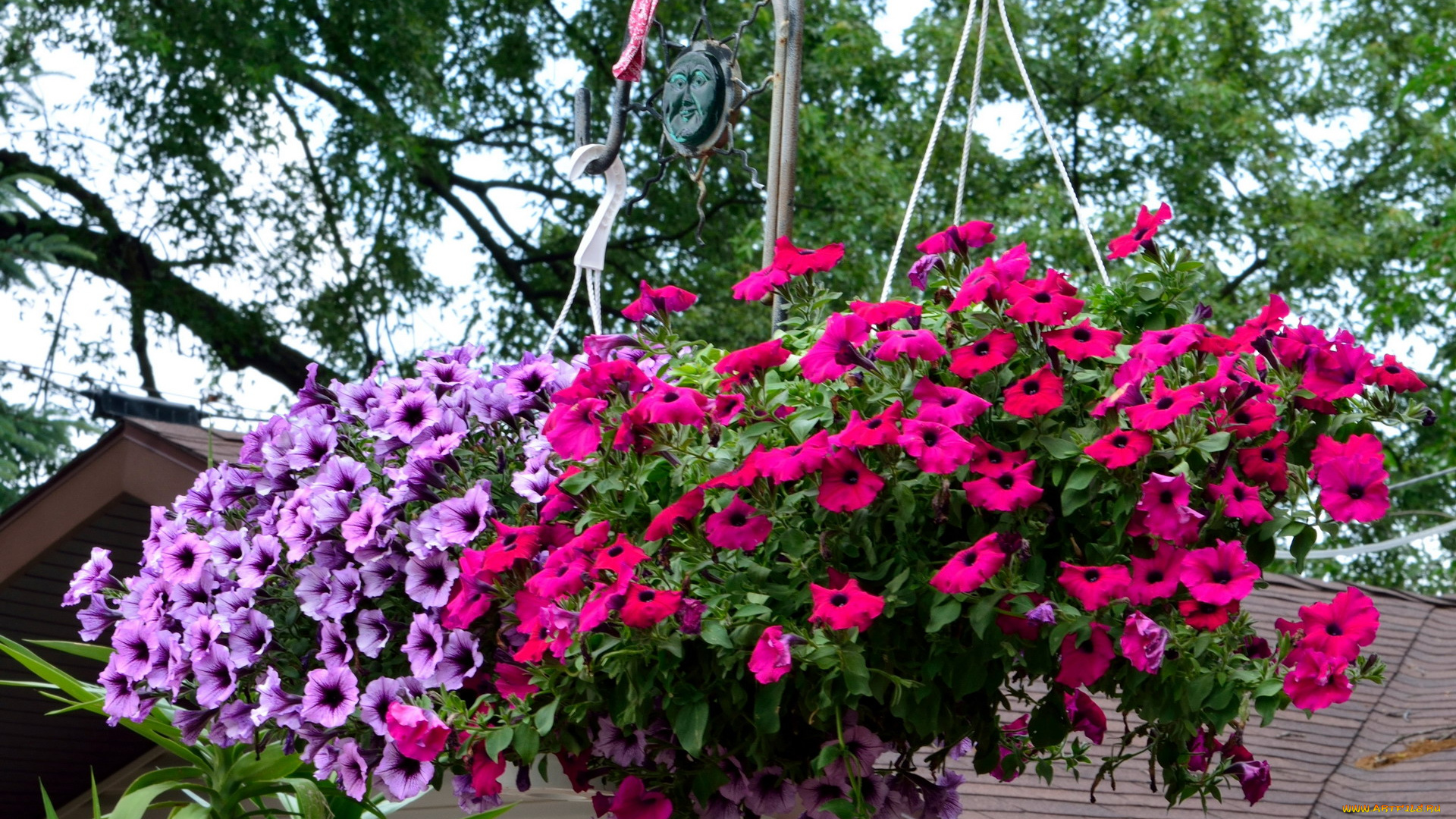 цветы, петунии, , калибрахоа, подвесные, горшки