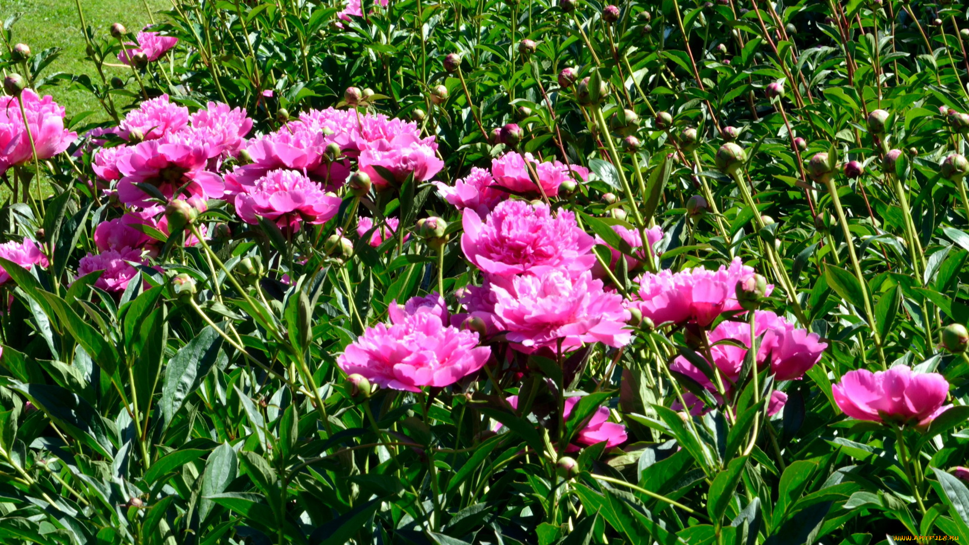 цветы, пионы, розовый, бутоны, много