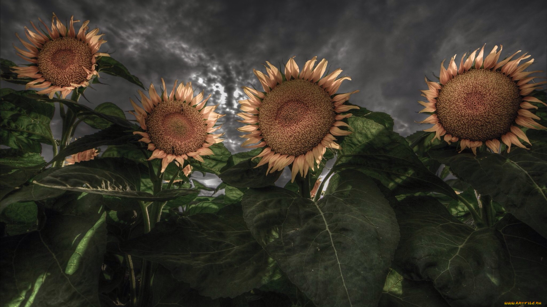 цветы, подсолнухи, лето, ночь