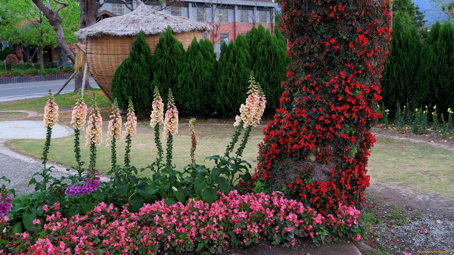 цветы, разные, вместе, бегония, дигиталис