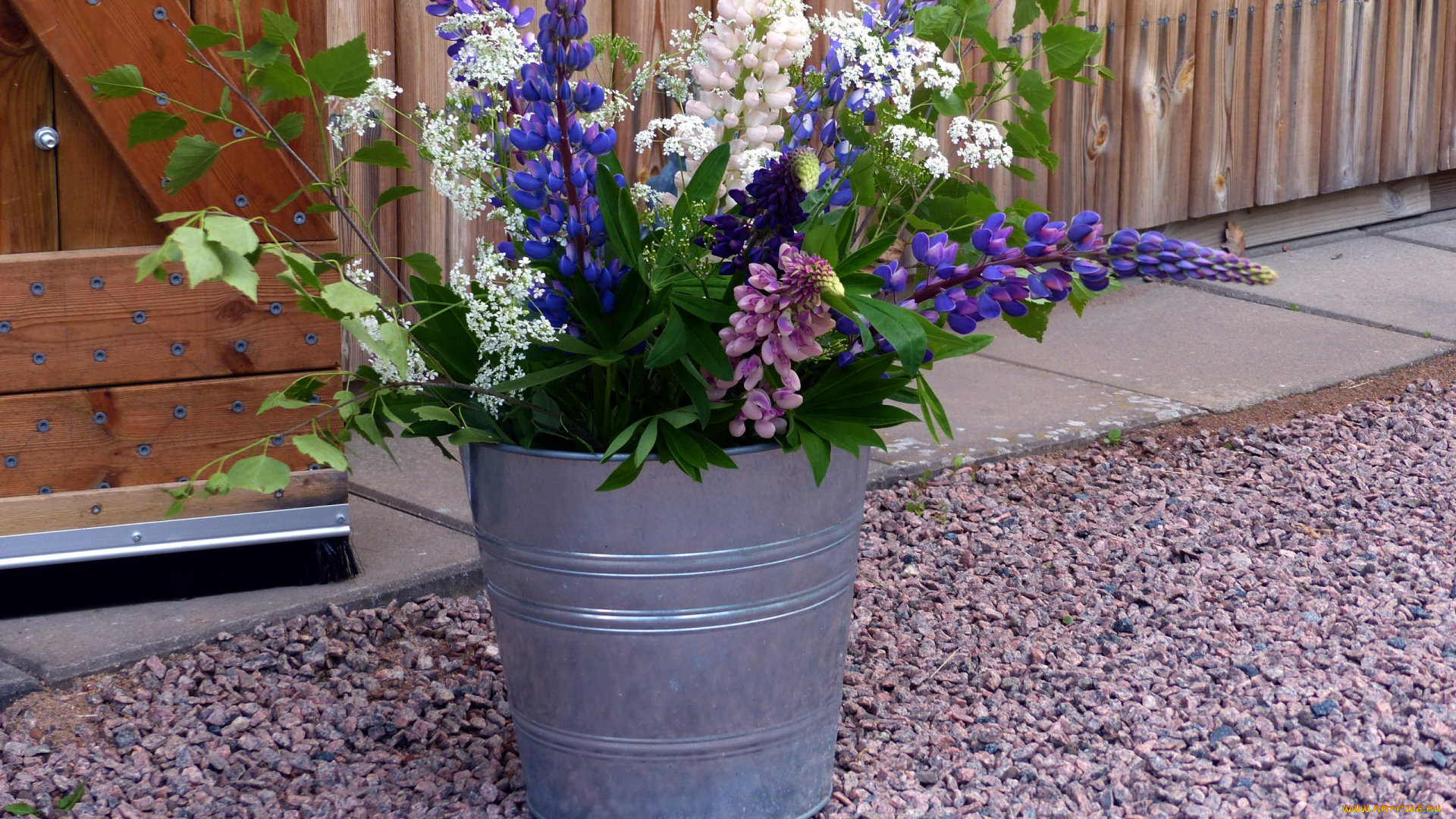 цветы, разные, вместе, ведро, люпин