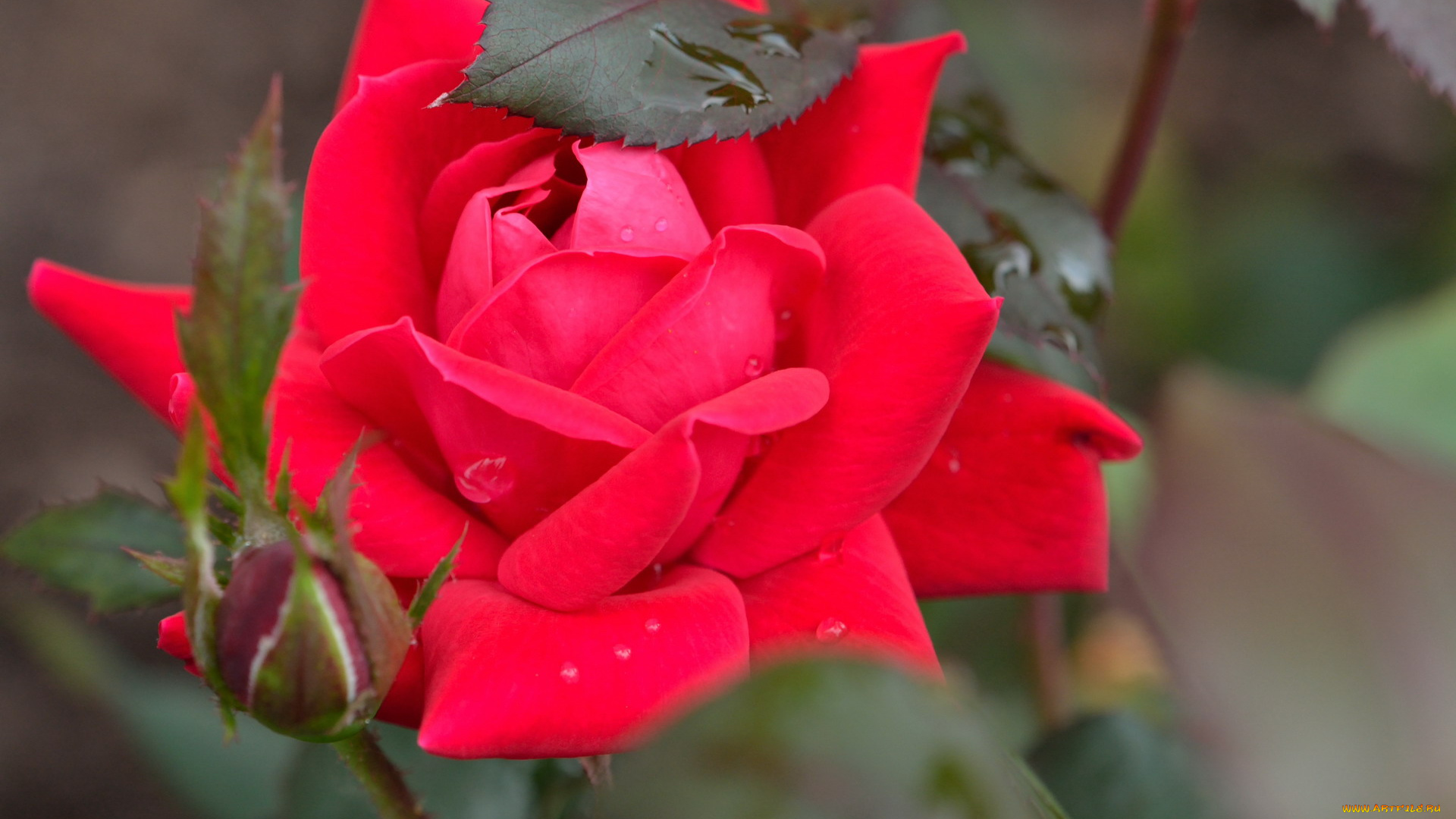 цветы, розы, бутон, капли