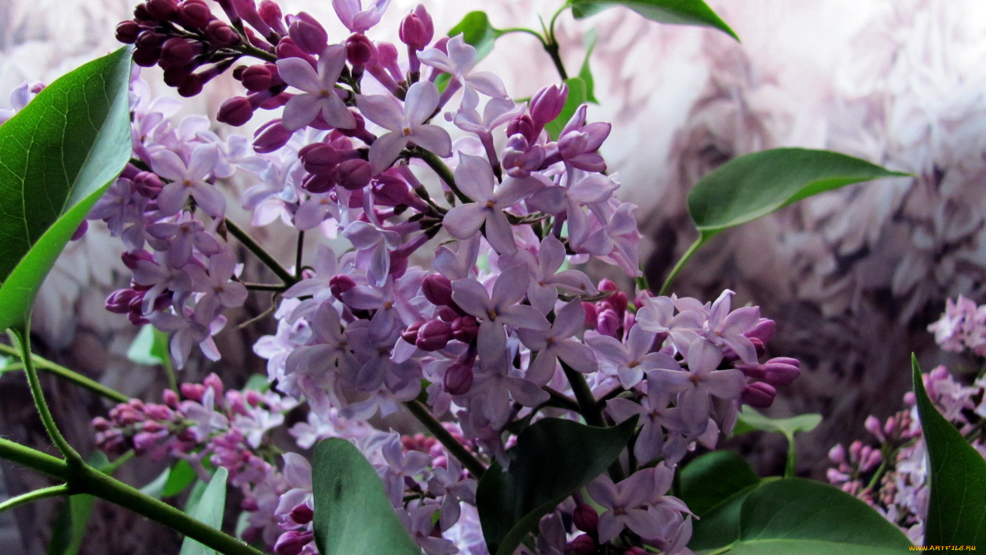 цветы, сирень, нежный