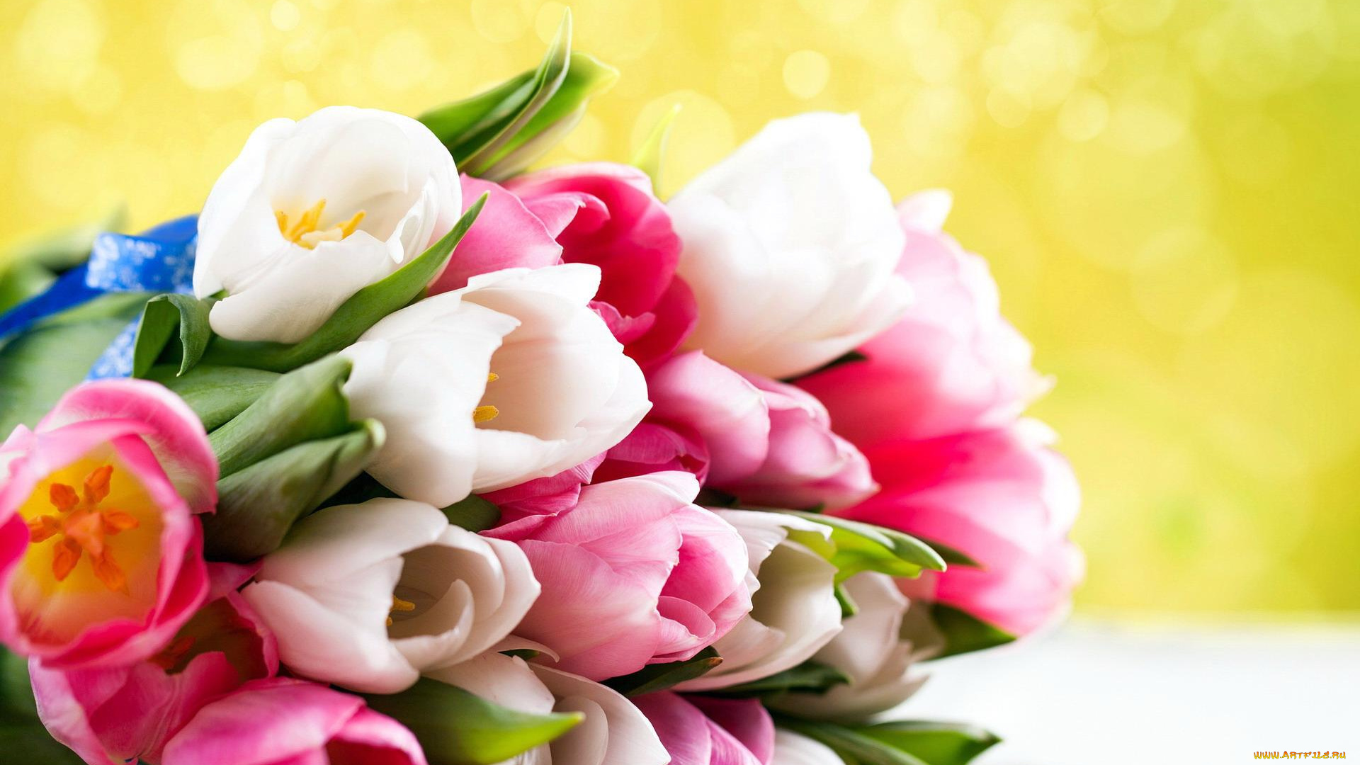 цветы, тюльпаны, разноцветные, букет