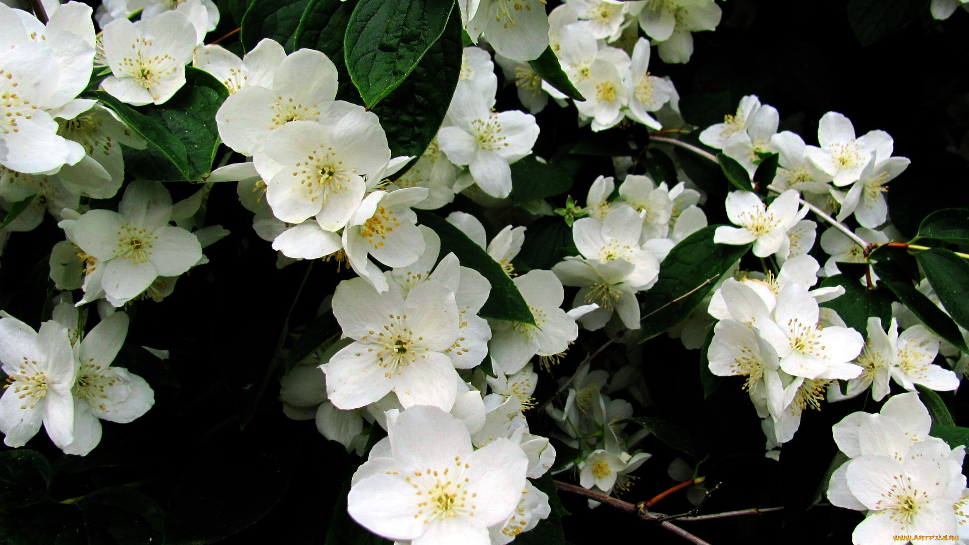 цветы, жасмин, белый