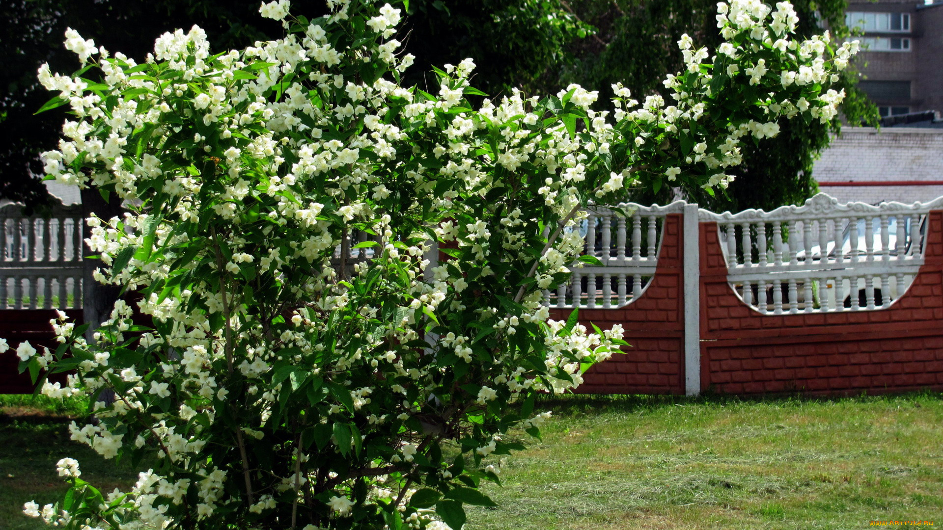 цветы, жасмин, куст