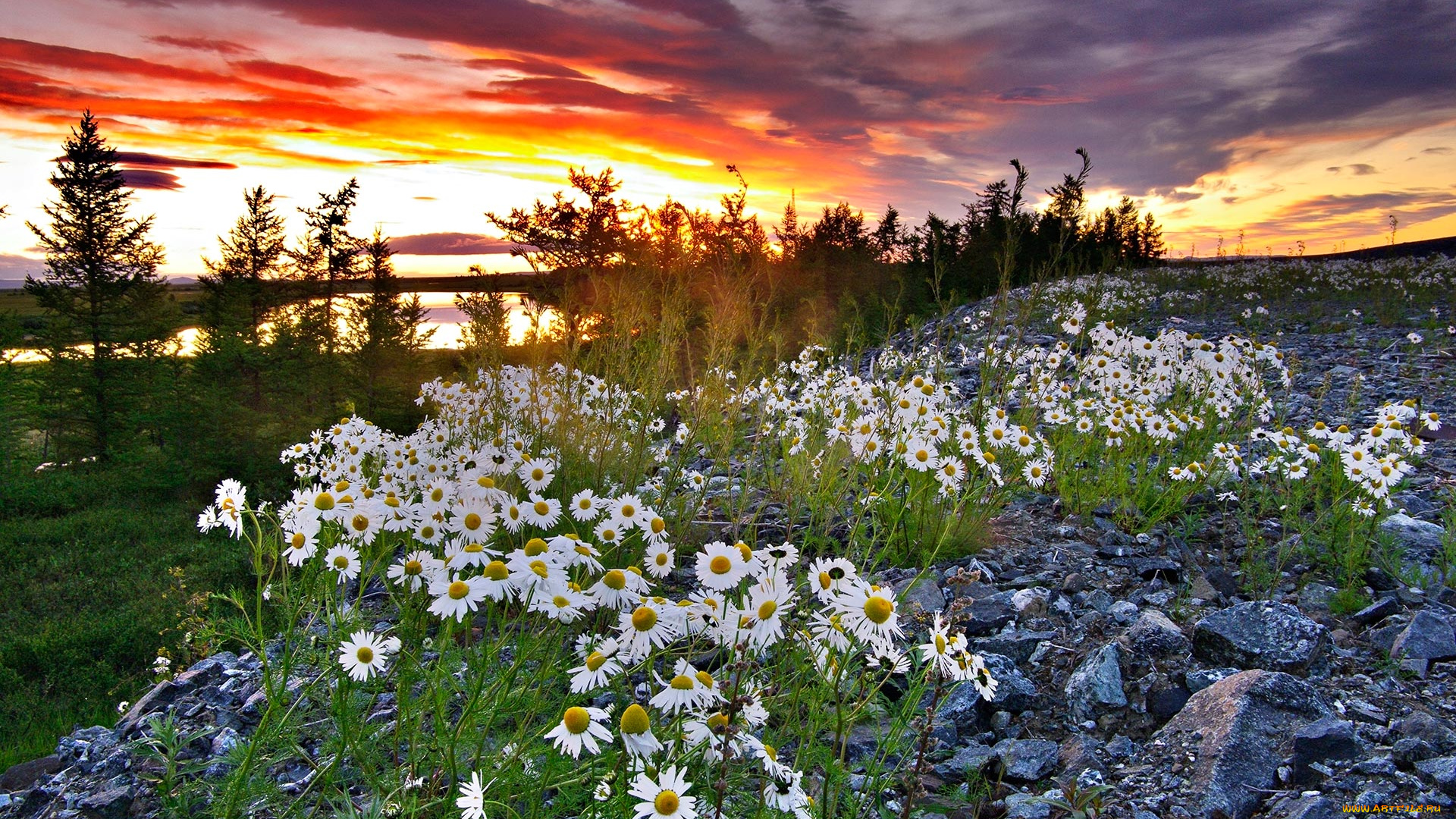 ромашки, цветы