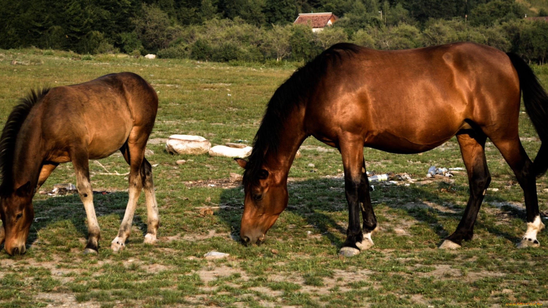 животные, лошади, лошадь