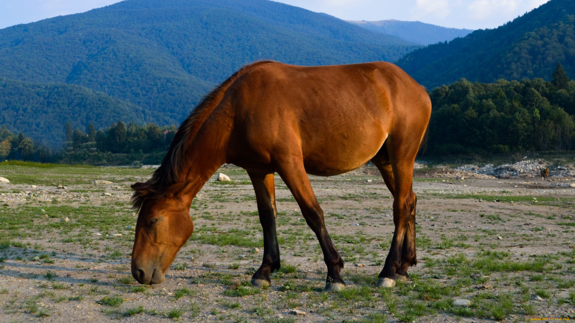 животные, лошади, лошадь