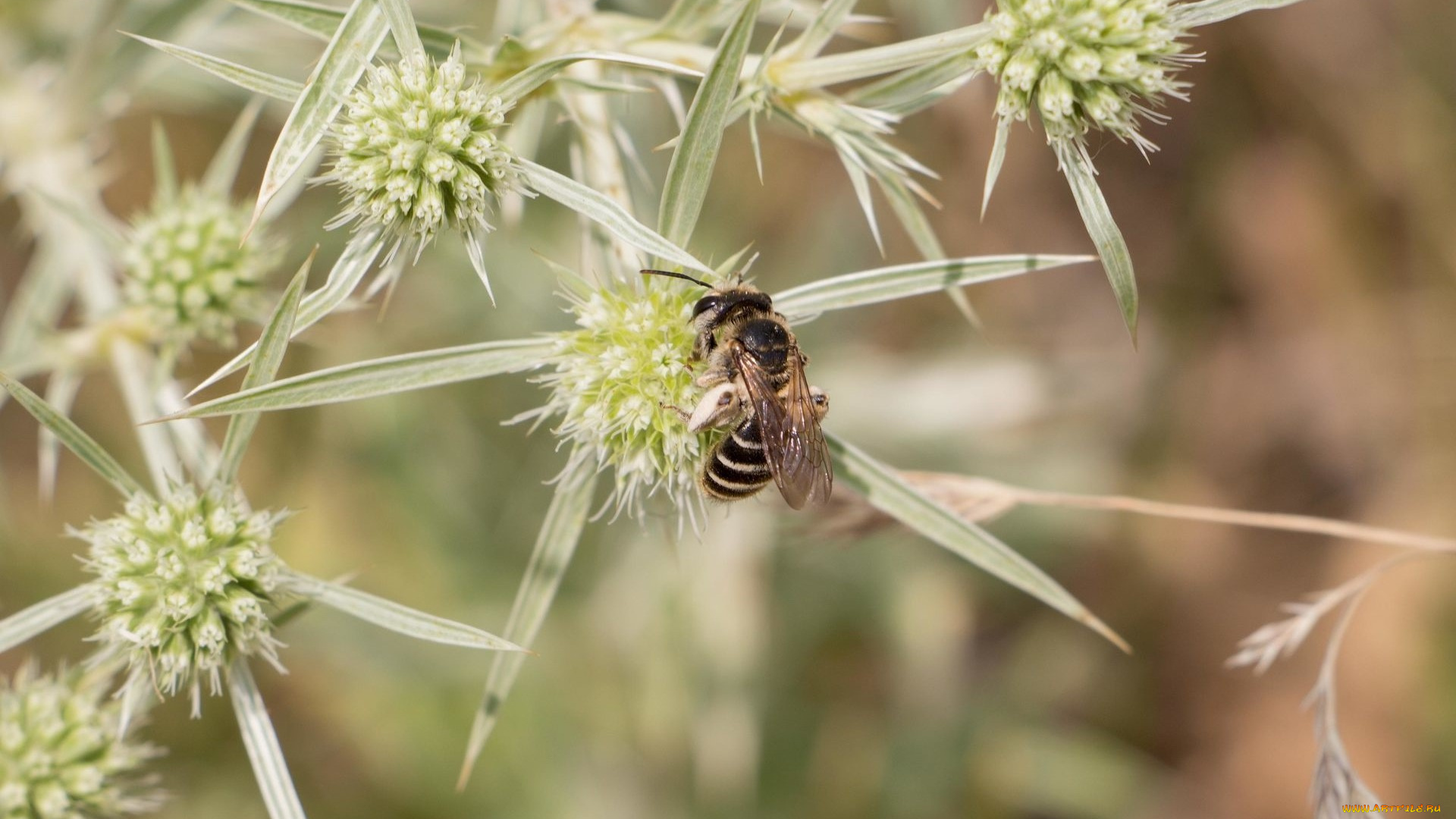 животные, пчелы, , осы, , шмели, насекомое