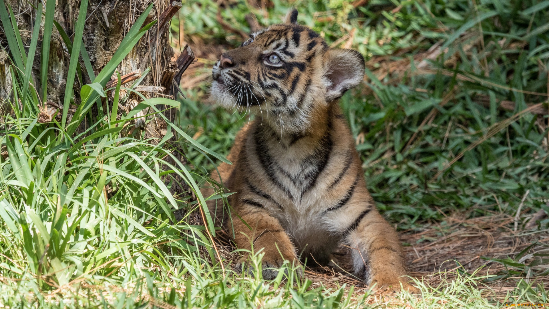 животные, тигры, тигренок