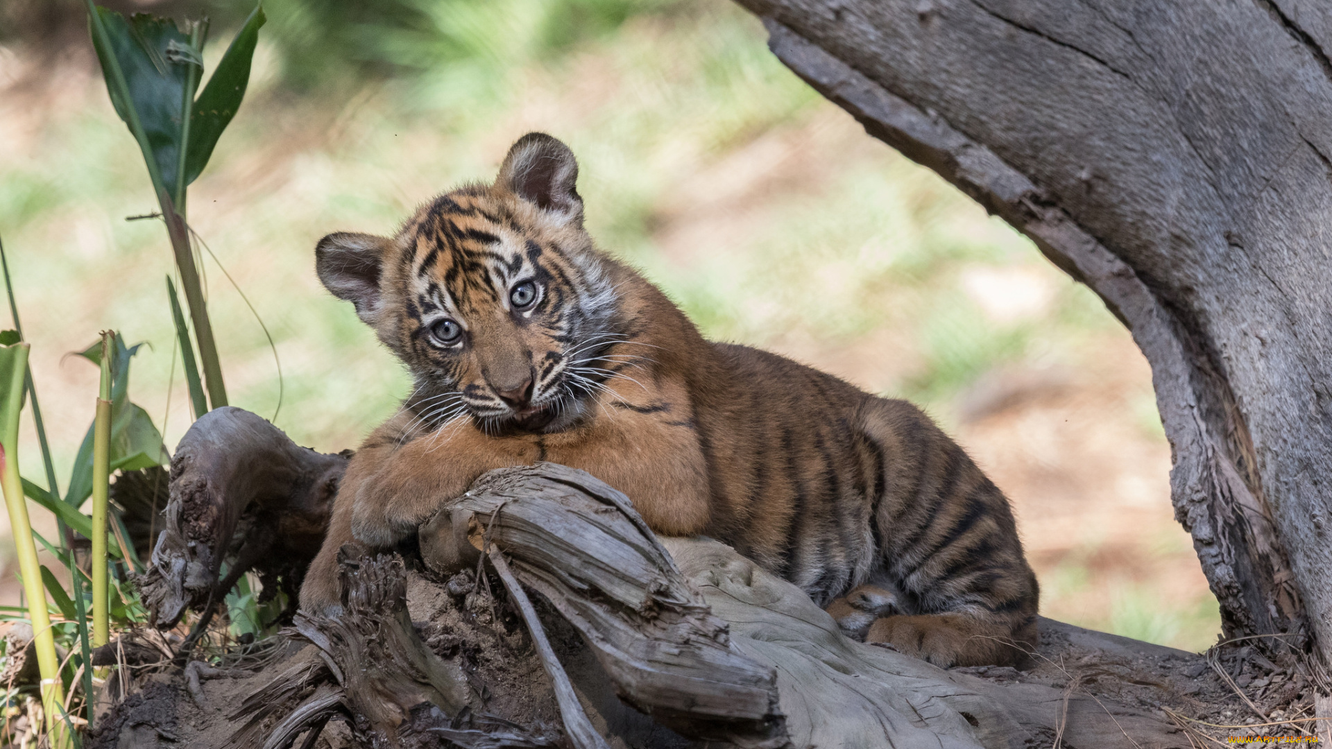 животные, тигры, тигренок