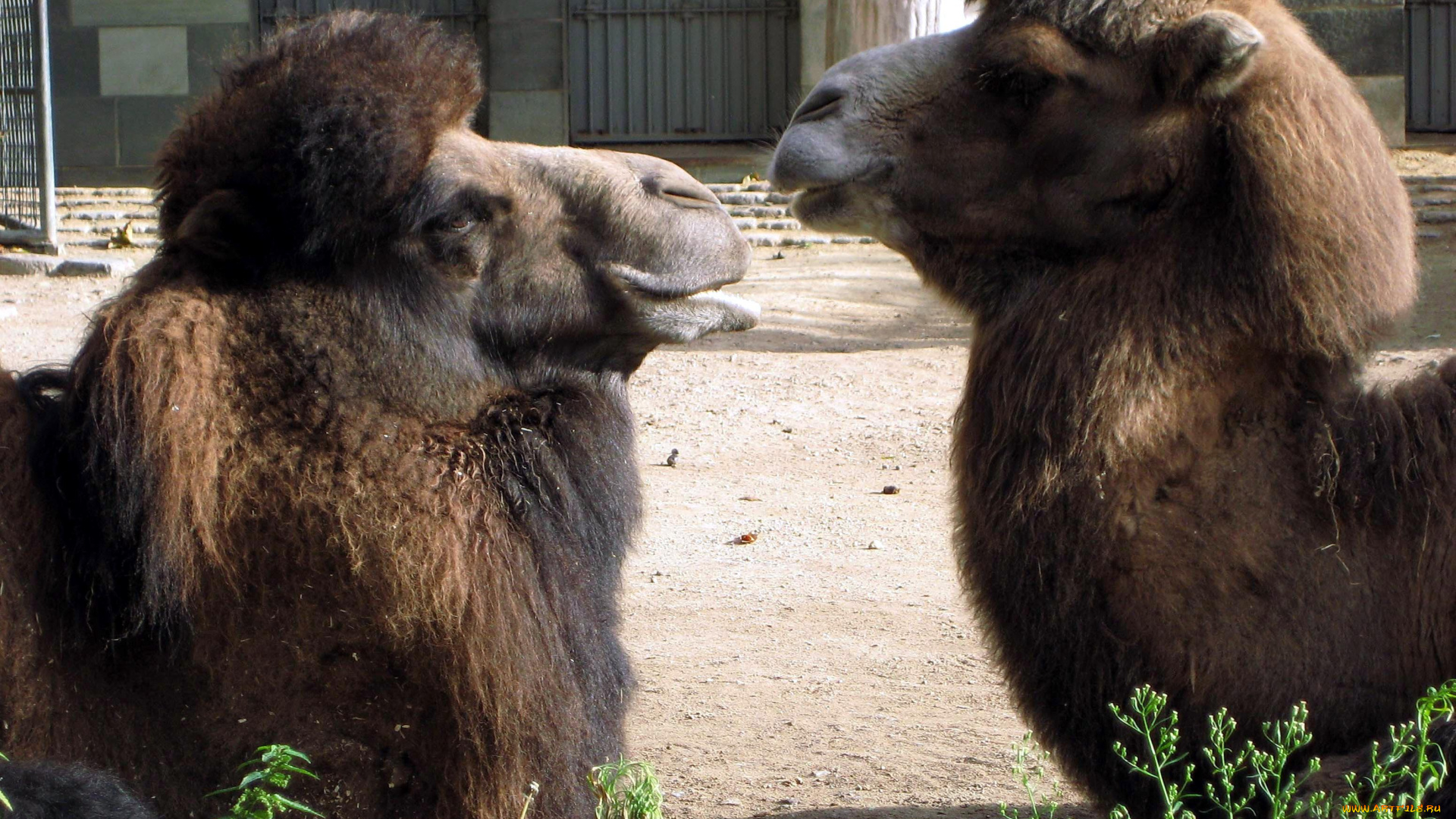 животные, верблюды, двор, головы
