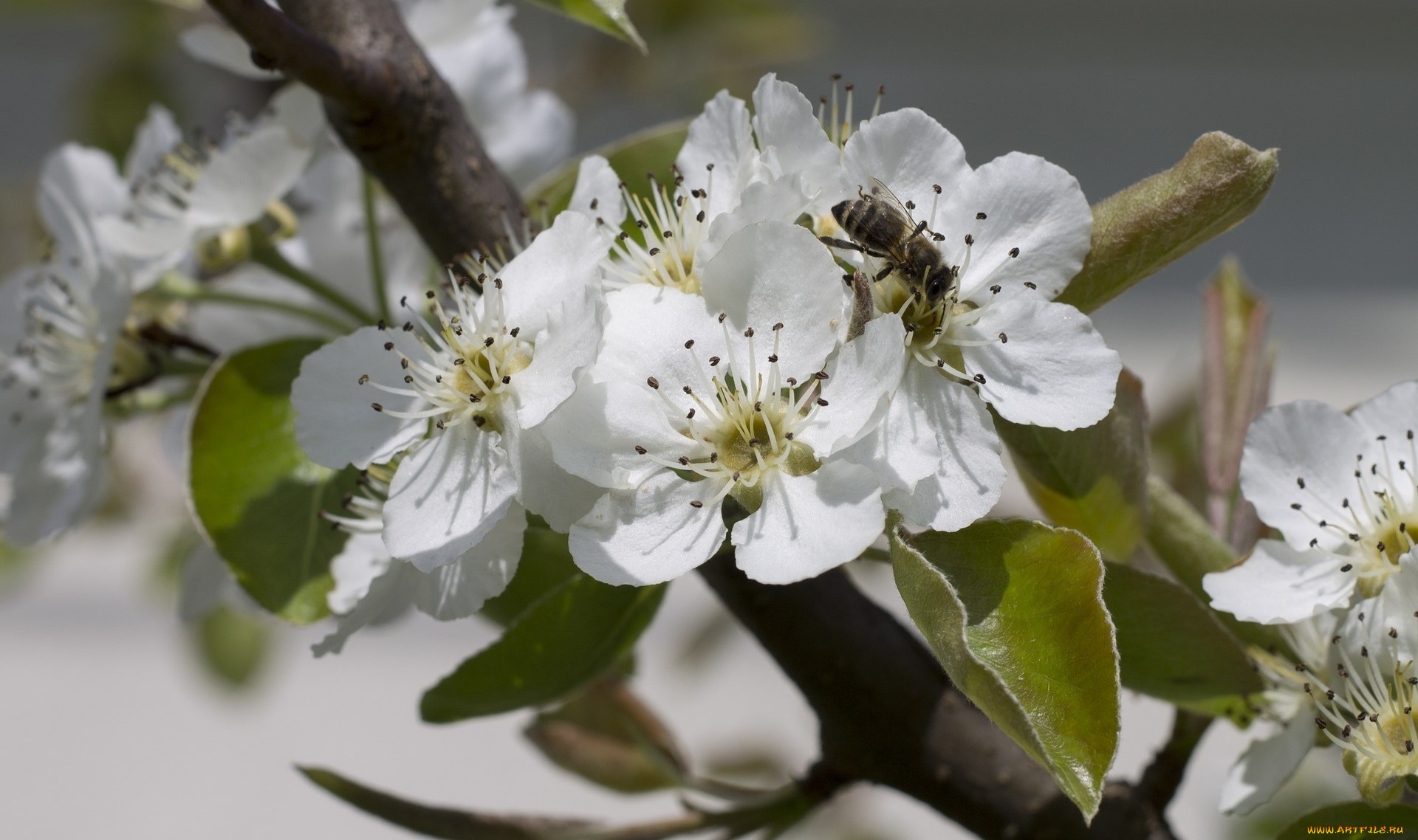 цветы, цветущие, деревья, , , кустарники, цветок