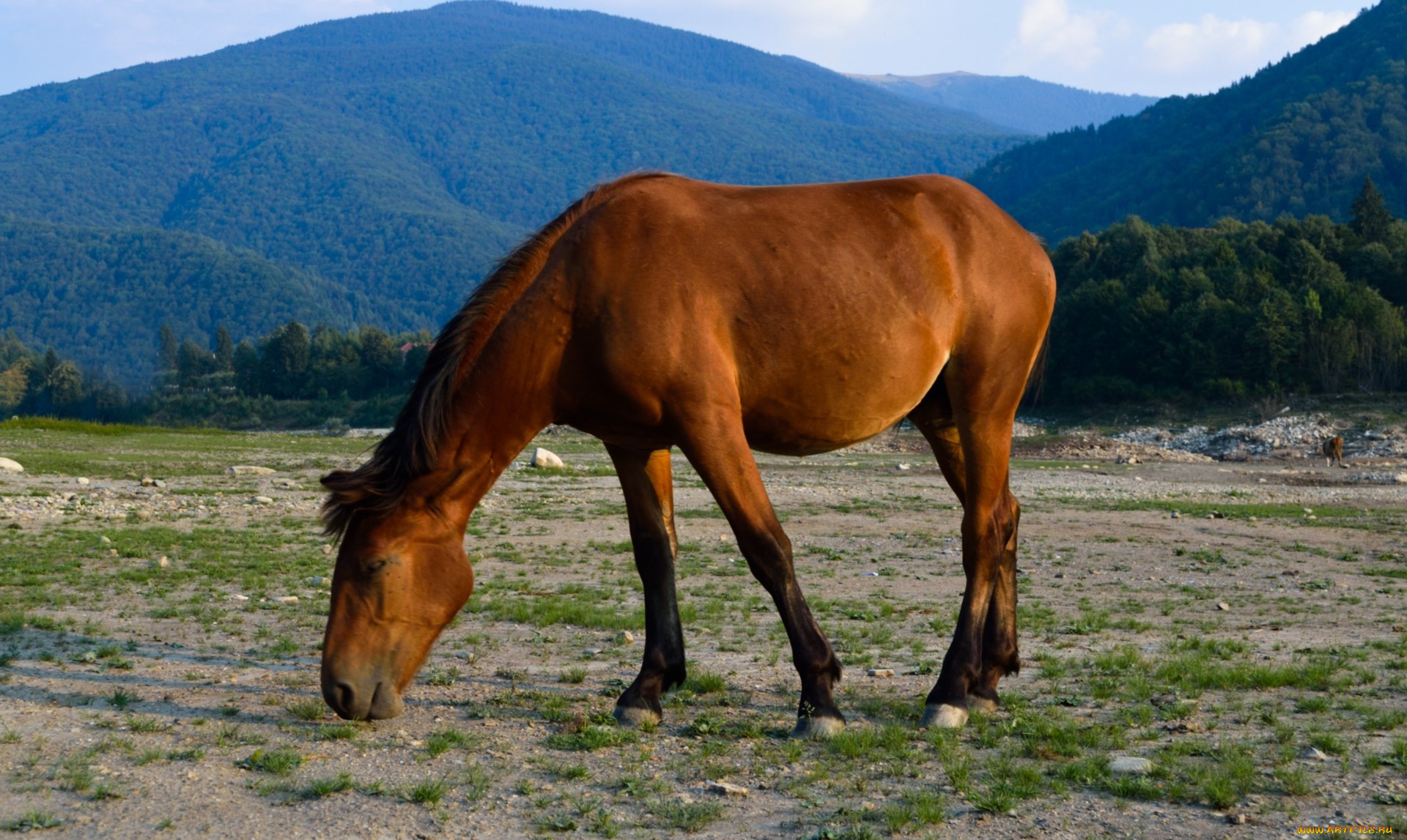 животные, лошади, лошадь