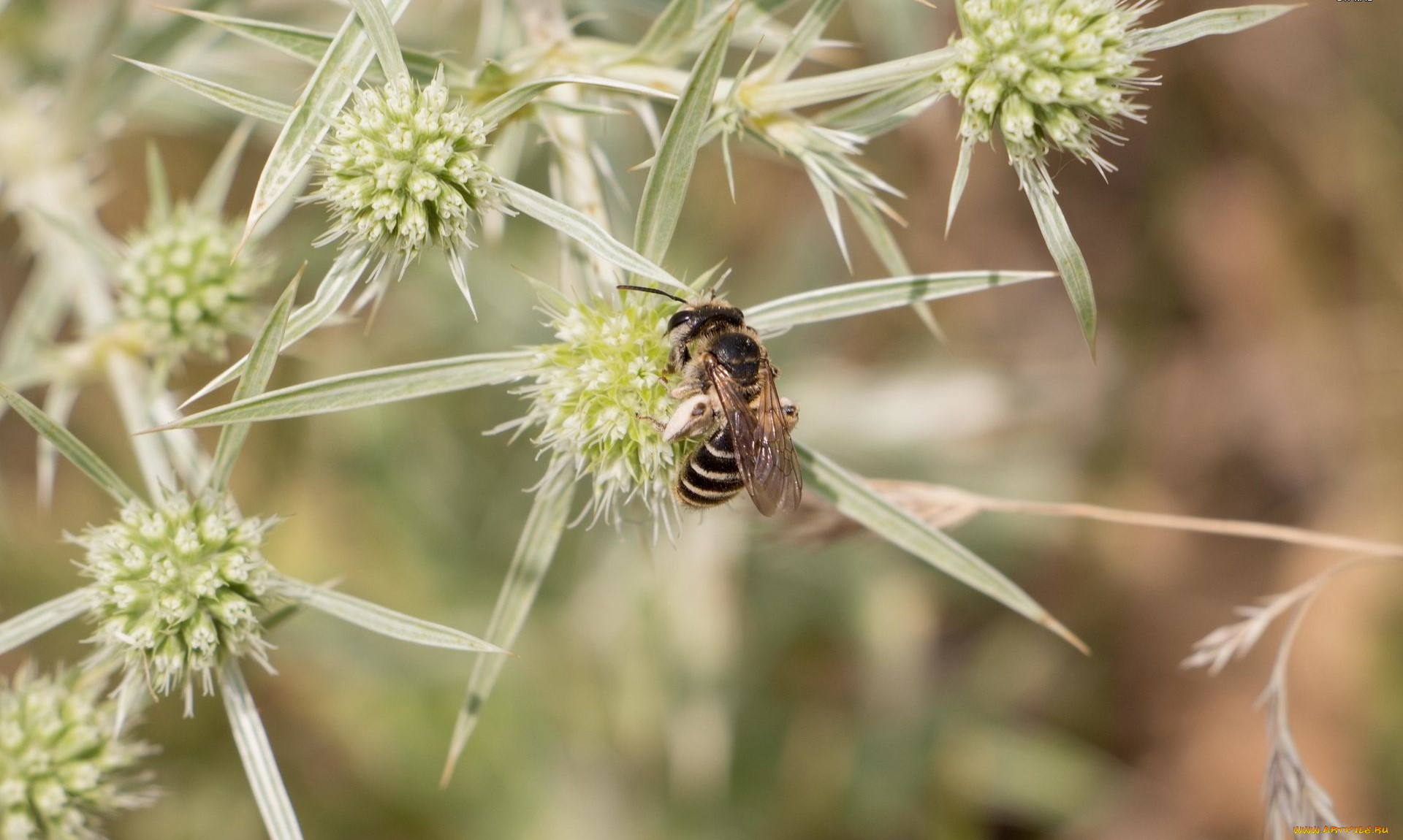 животные, пчелы, , осы, , шмели, насекомое