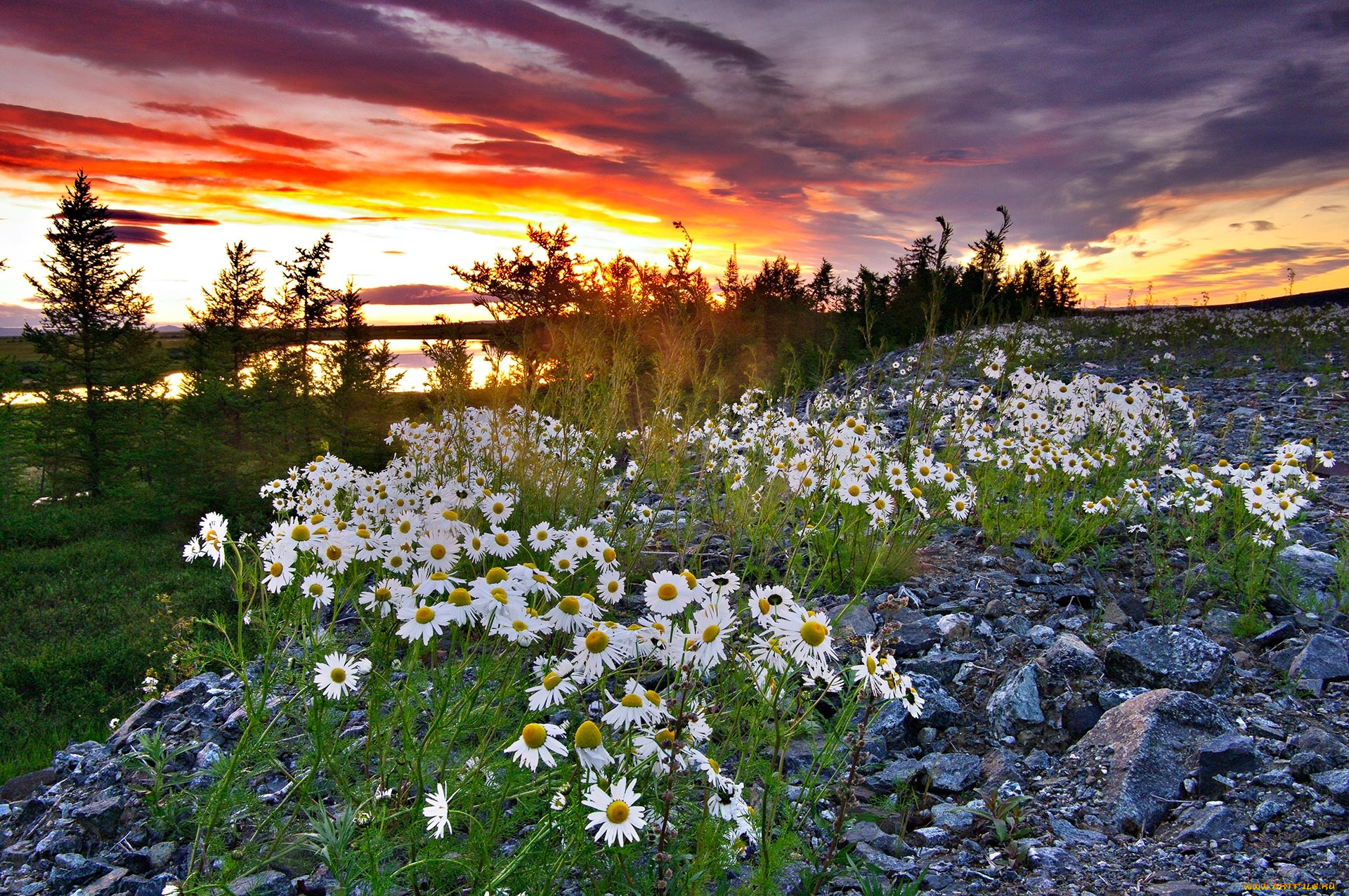 ромашки, цветы