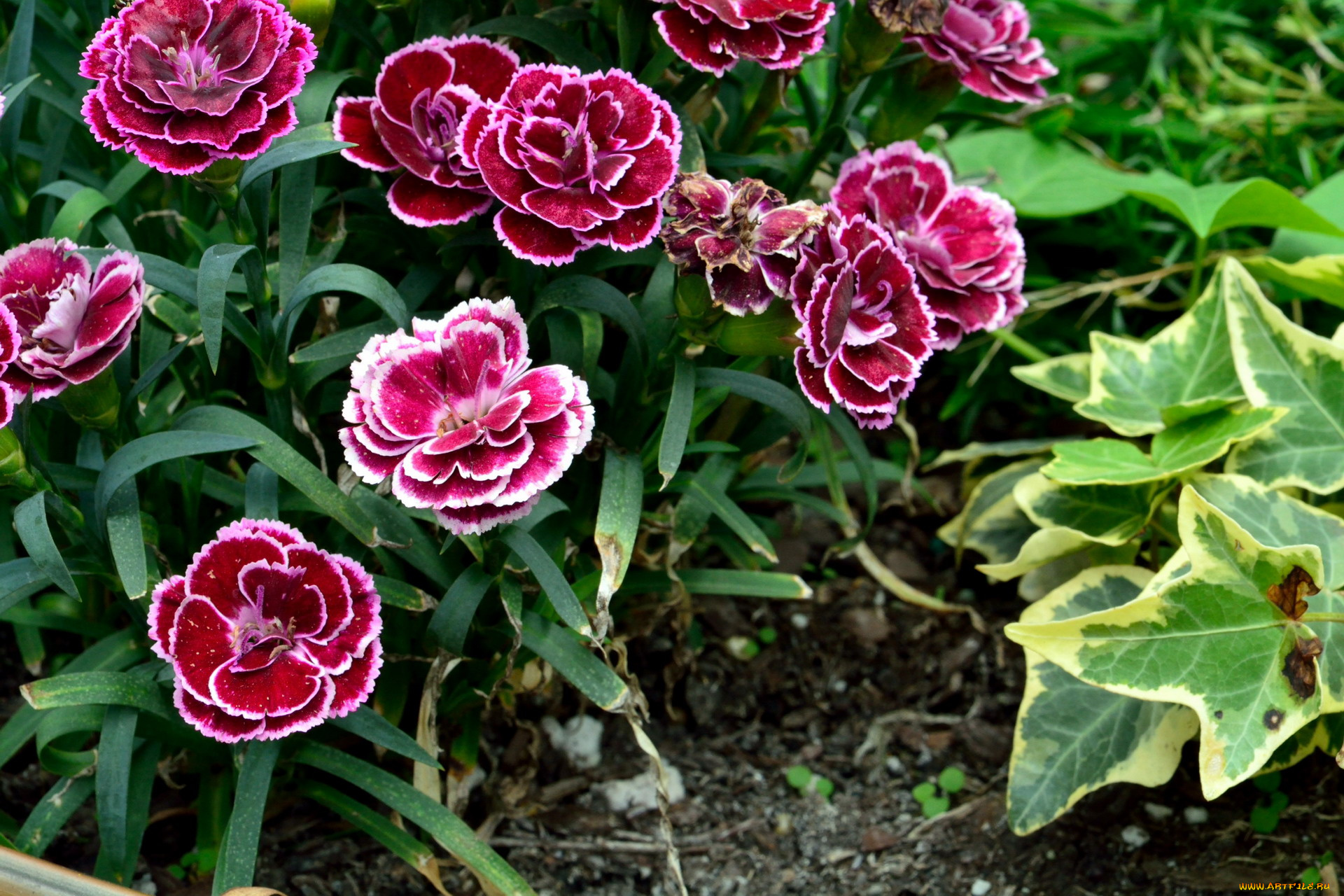 цветы, гвоздики, шабо