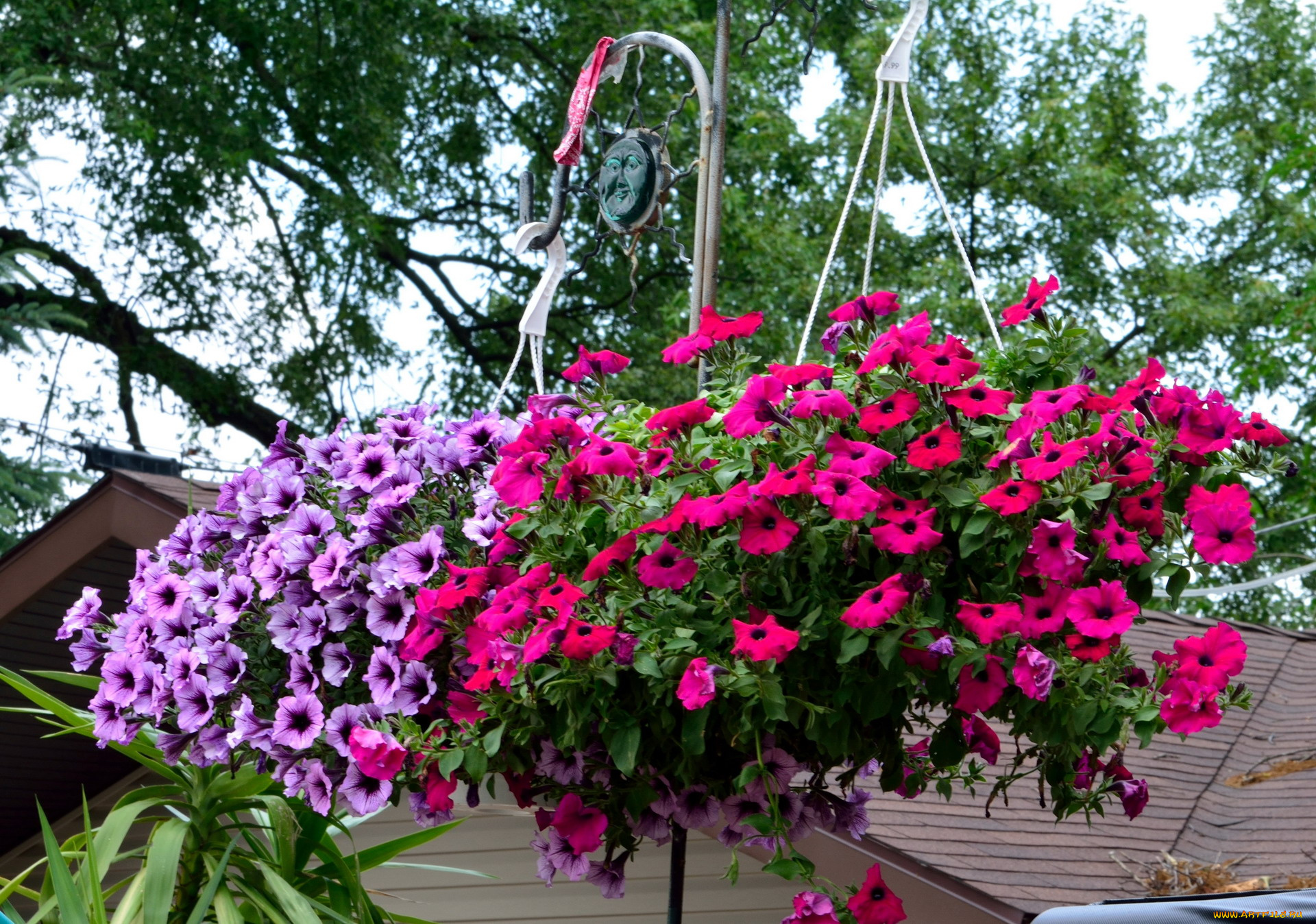 цветы, петунии, , калибрахоа, подвесные, горшки