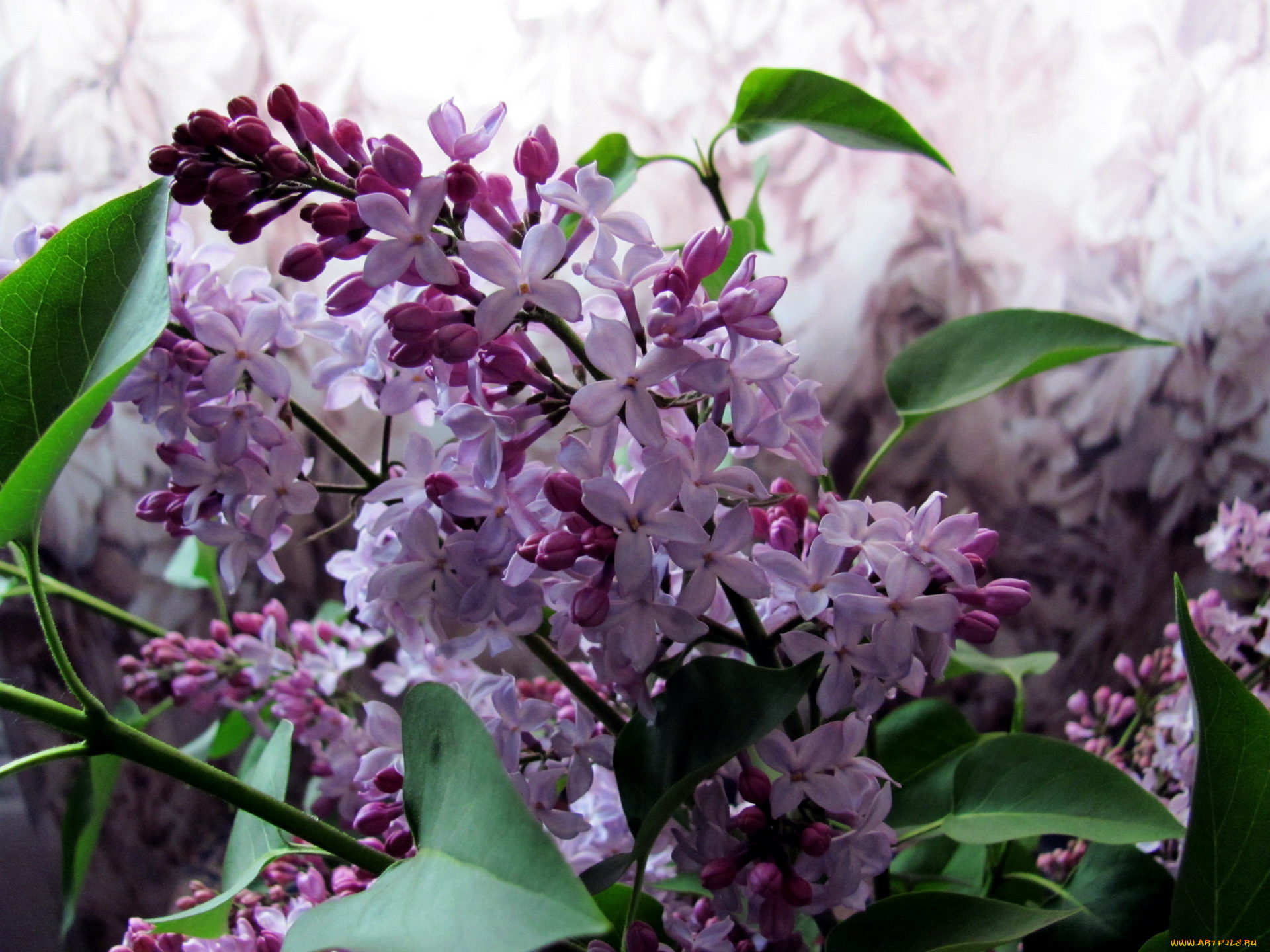 цветы, сирень, нежный