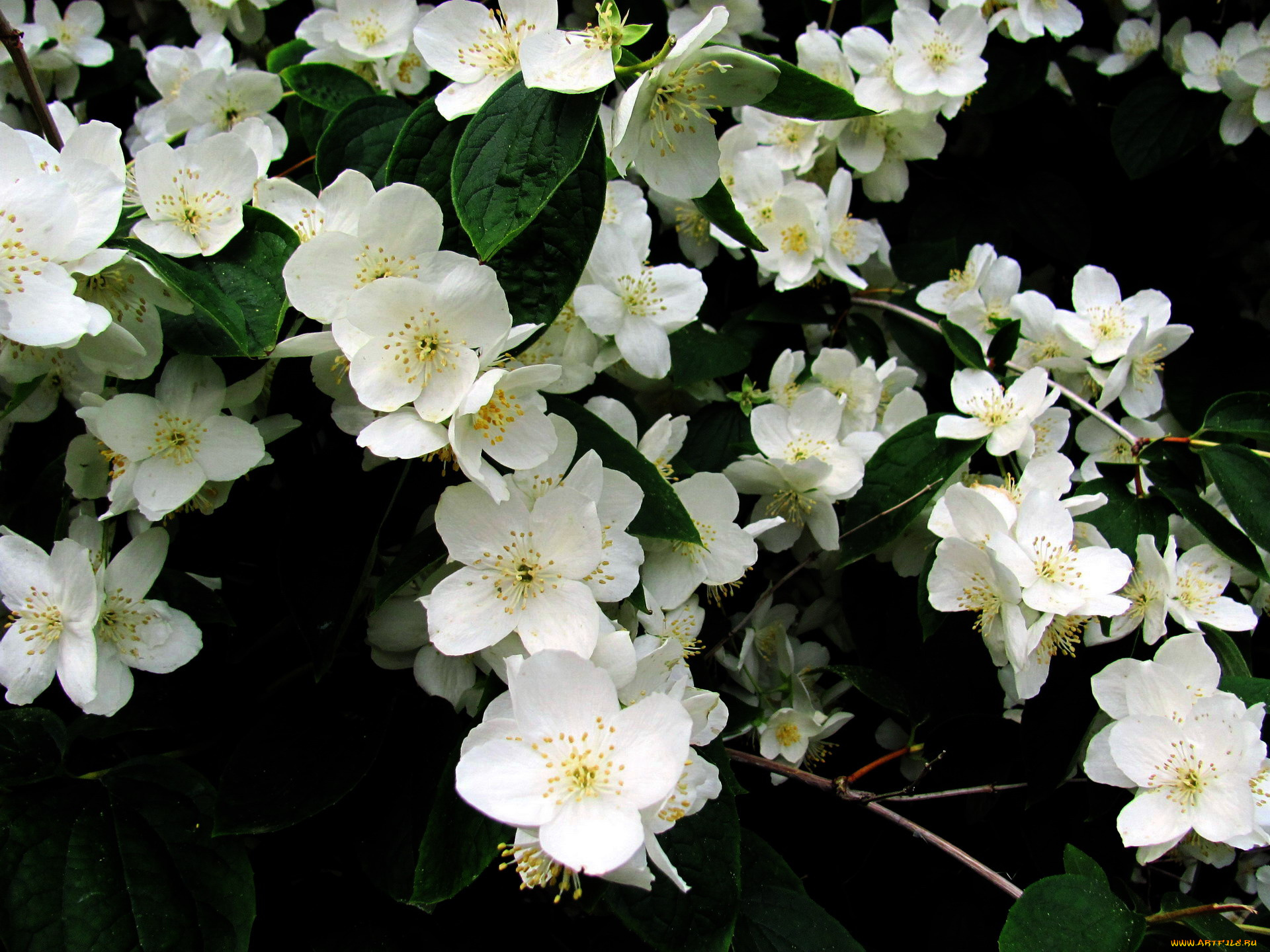 цветы, жасмин, белый